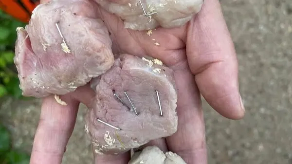 Hond Koda eet vlees met nietjes tijdens uitlaten, met spoed naar dierenarts