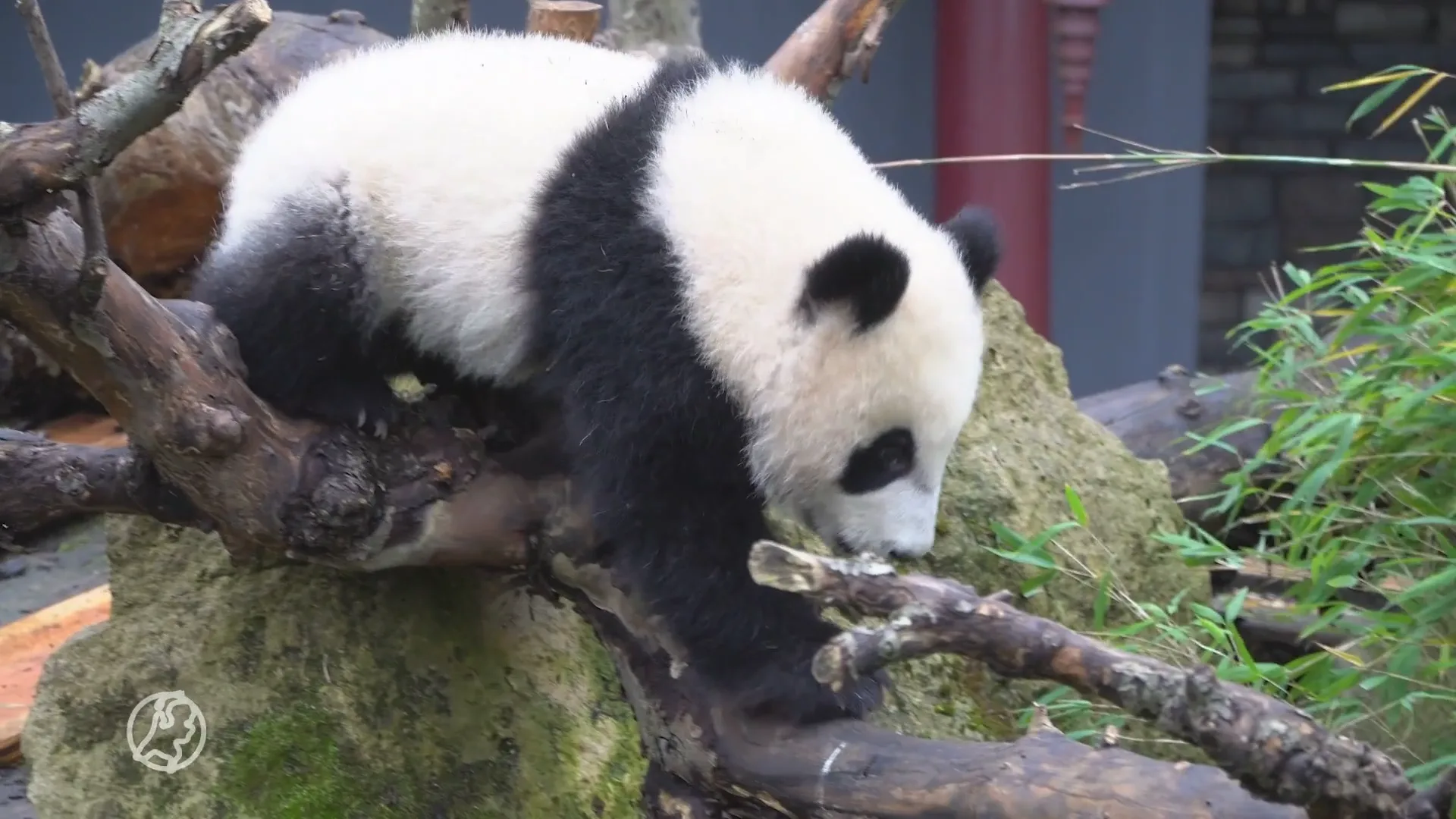 Hoe gaat het met de Nederlandse panda Fan Xing na de verhuizing naar China?