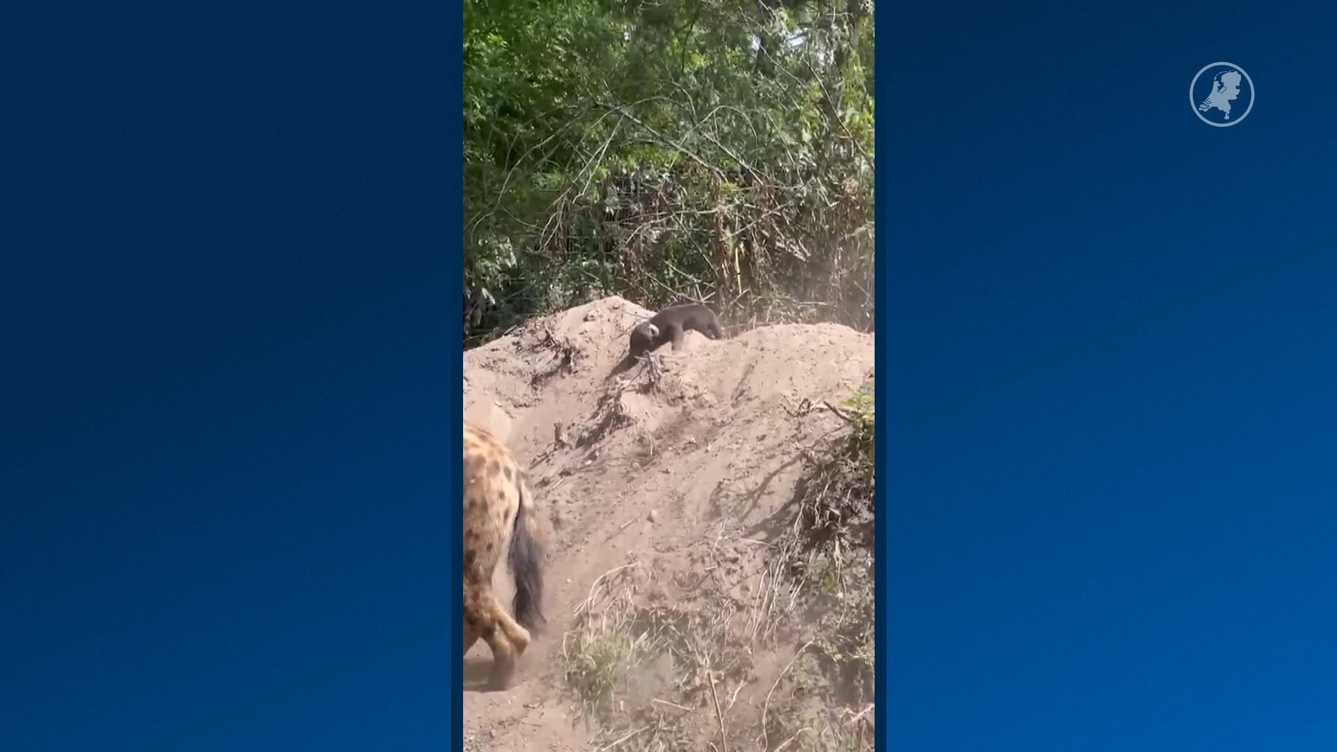 Blijdorp verwelkomt nieuw hyenajong