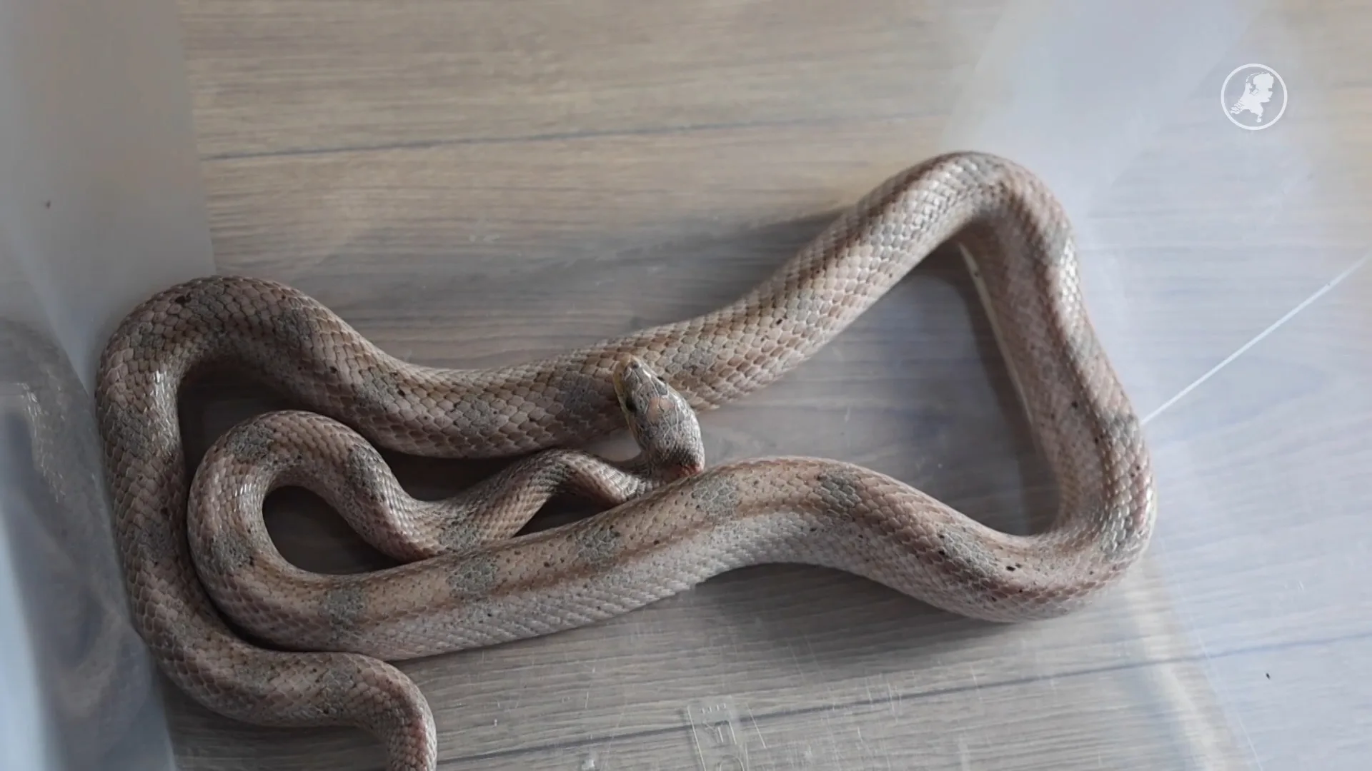 Mensen vinden 1,5e meter lange wurgslang in badkamer