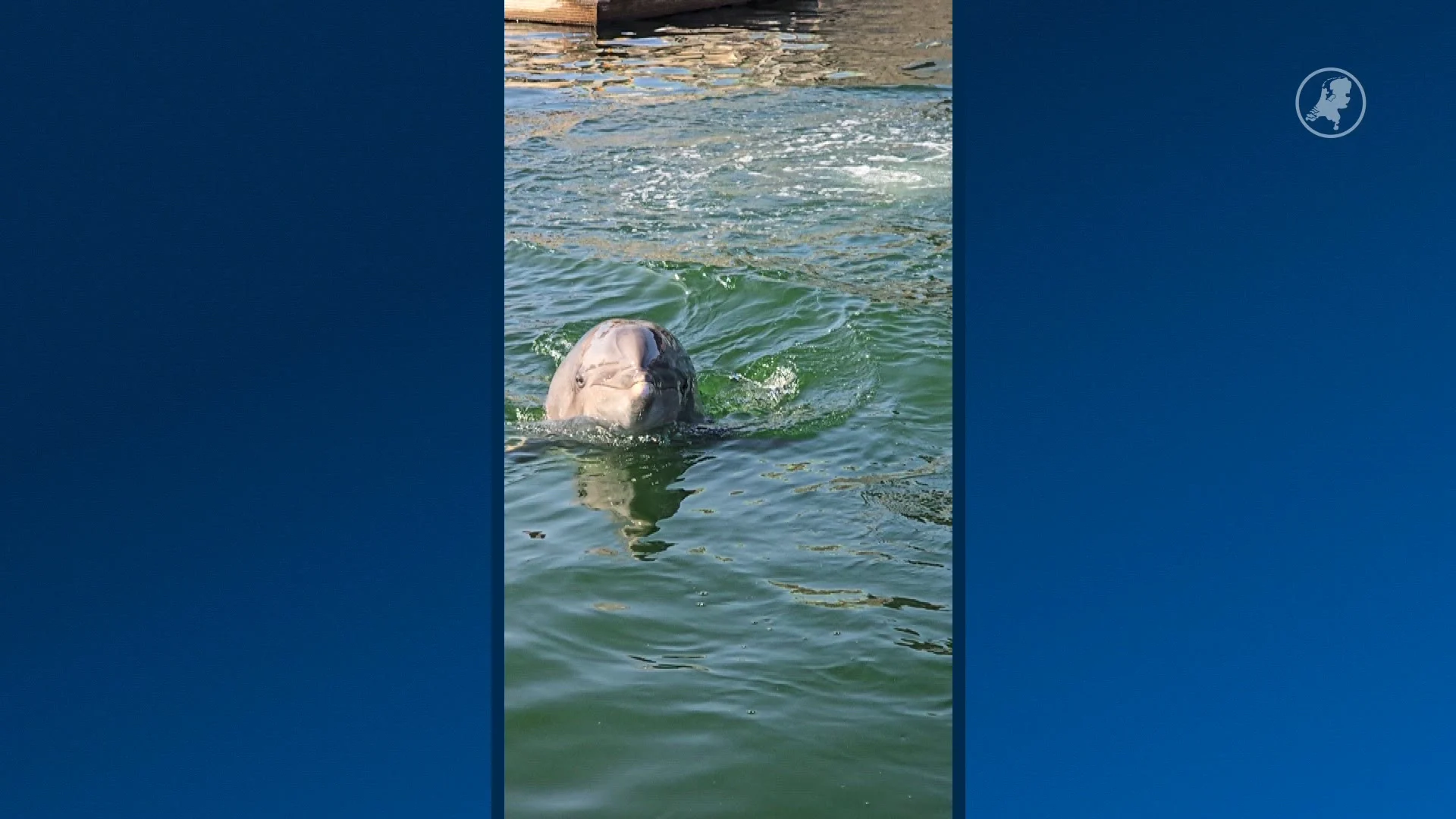 Laatste beelden van overleden dolfijn Honey (58)