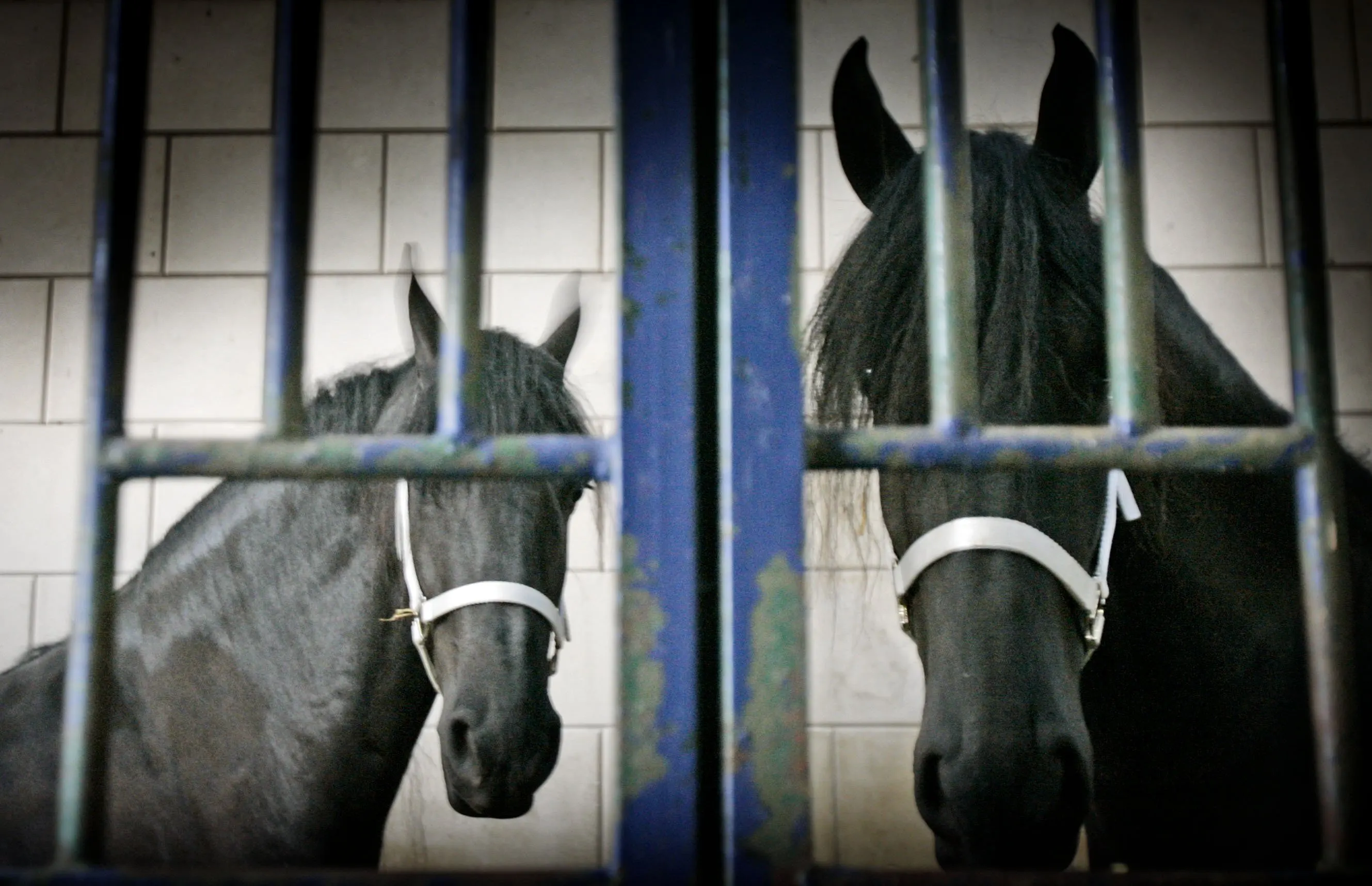 De sportclub is gesloten vanwege corona, maar hoe zit dat met de paarden op de manege?