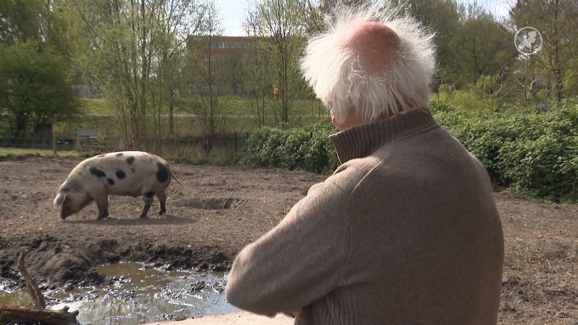 Varkensbroers Sjoerd en Johan moeten tijdelijk verhuizen, maar niemand heeft plek