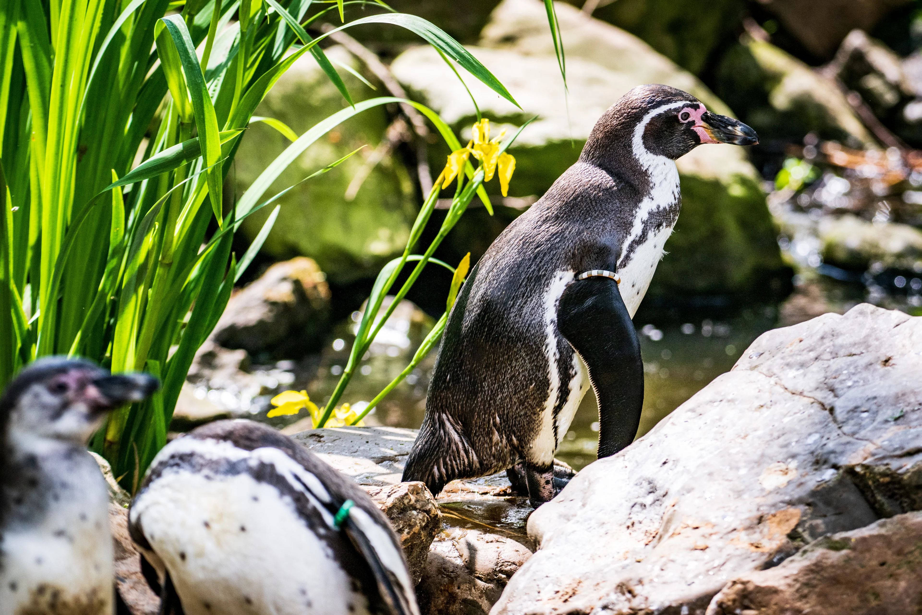Raadselachtige pinguïnsterfte: meer dan tien dieren overleden in AquaZoo Leeuwarden