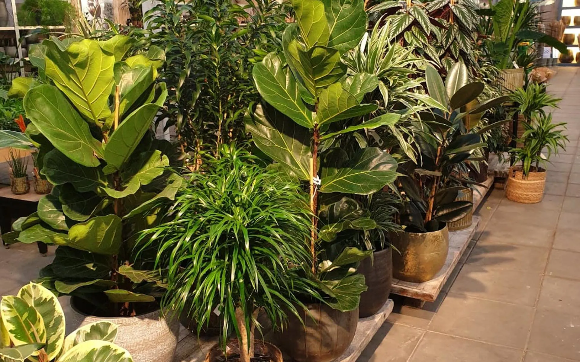 Tropische planten van Gerben zoeken warm onderkomen tijdens lockdown: wie wil er oppassen?