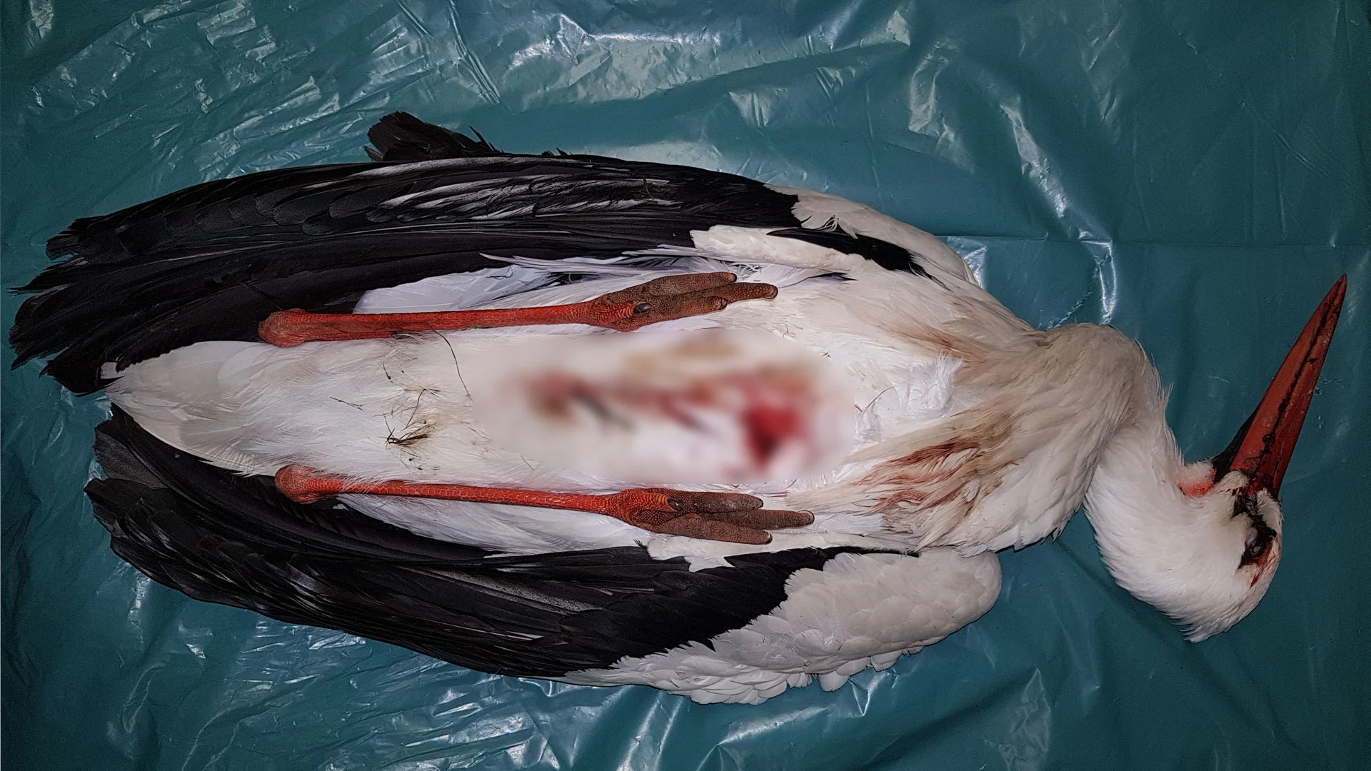 Drama in De Lutte: opnieuw ooievaar omgebracht