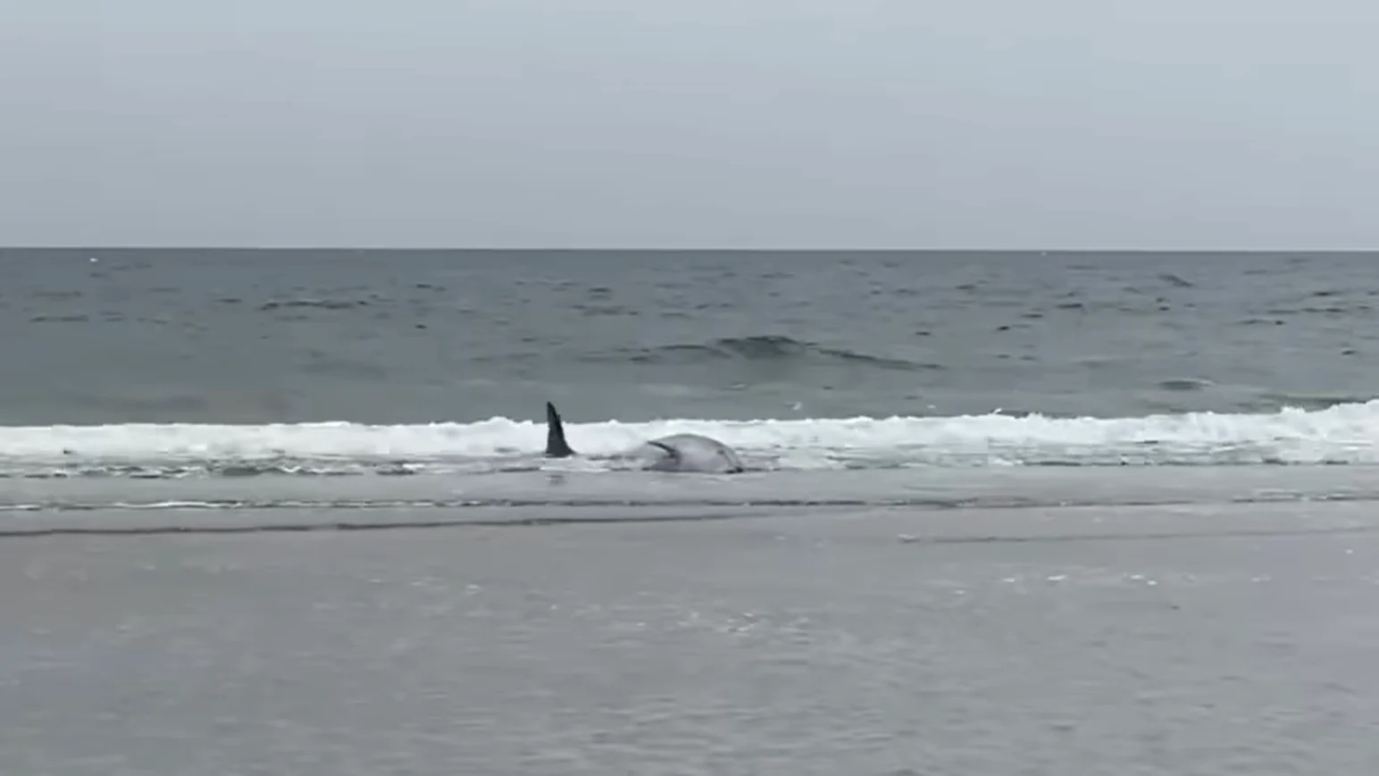 Twee spitssnuitdolfijnen aangespoeld op het strand van Heemskerk