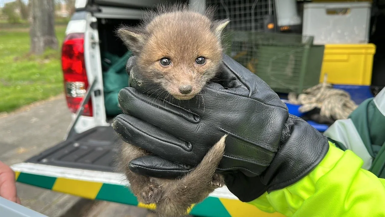 Opnieuw babyvosjes uit Maastrichtse kruipruimte gehaald