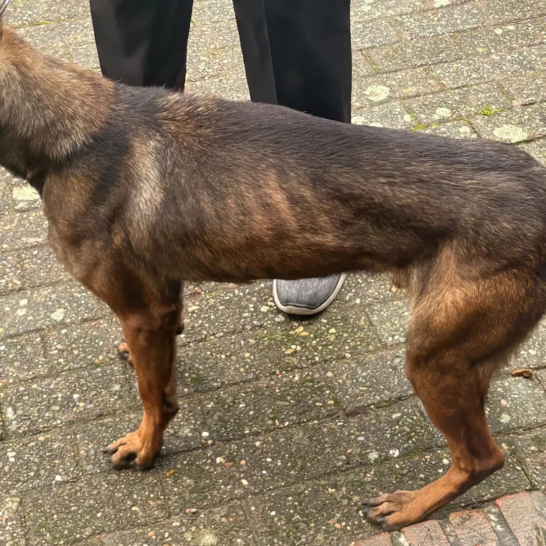 Dierenpolitie neemt herdershonden in beslag in Grevenbicht, één te mager