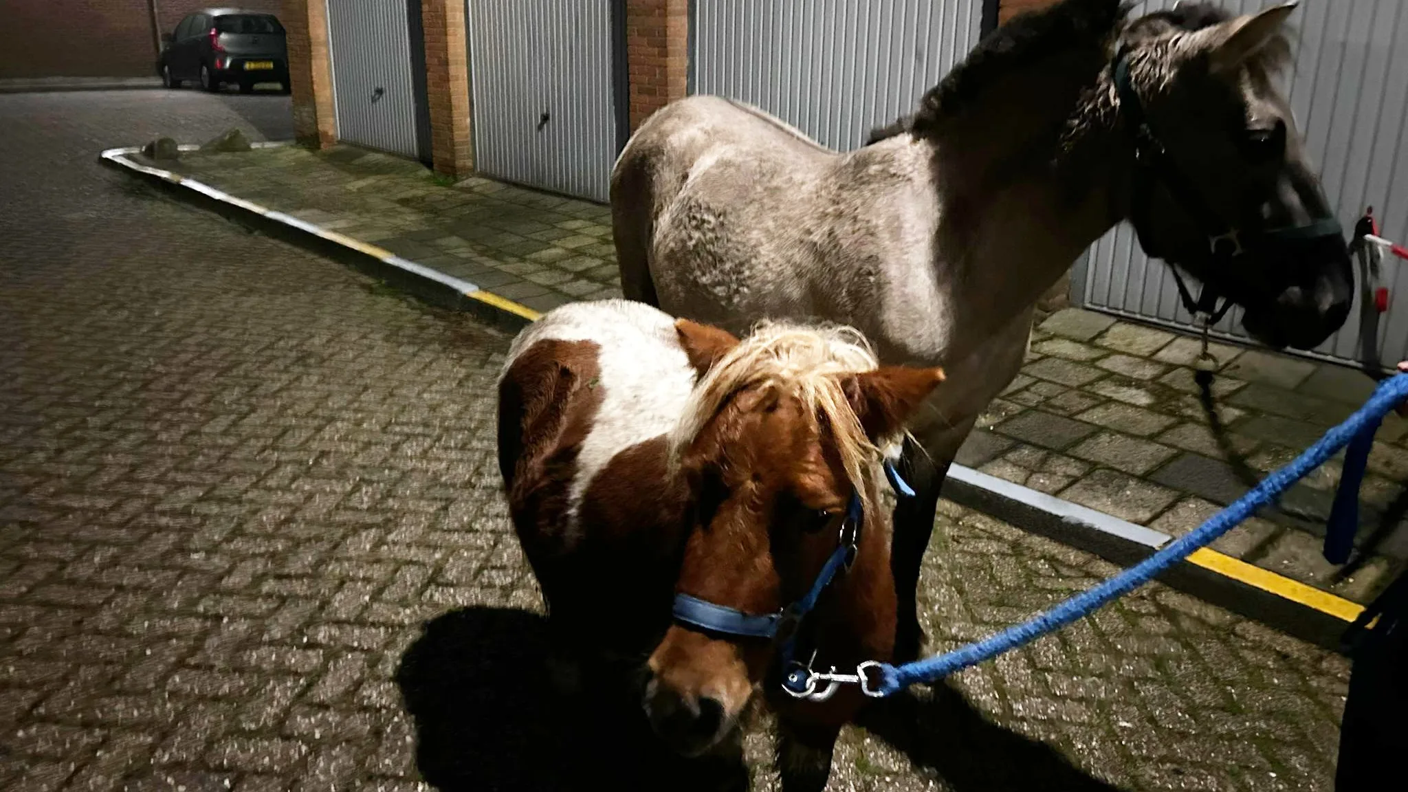 Pony's ontsnappen uit stal en duiken op bij winkelcentrum Alblasserdam