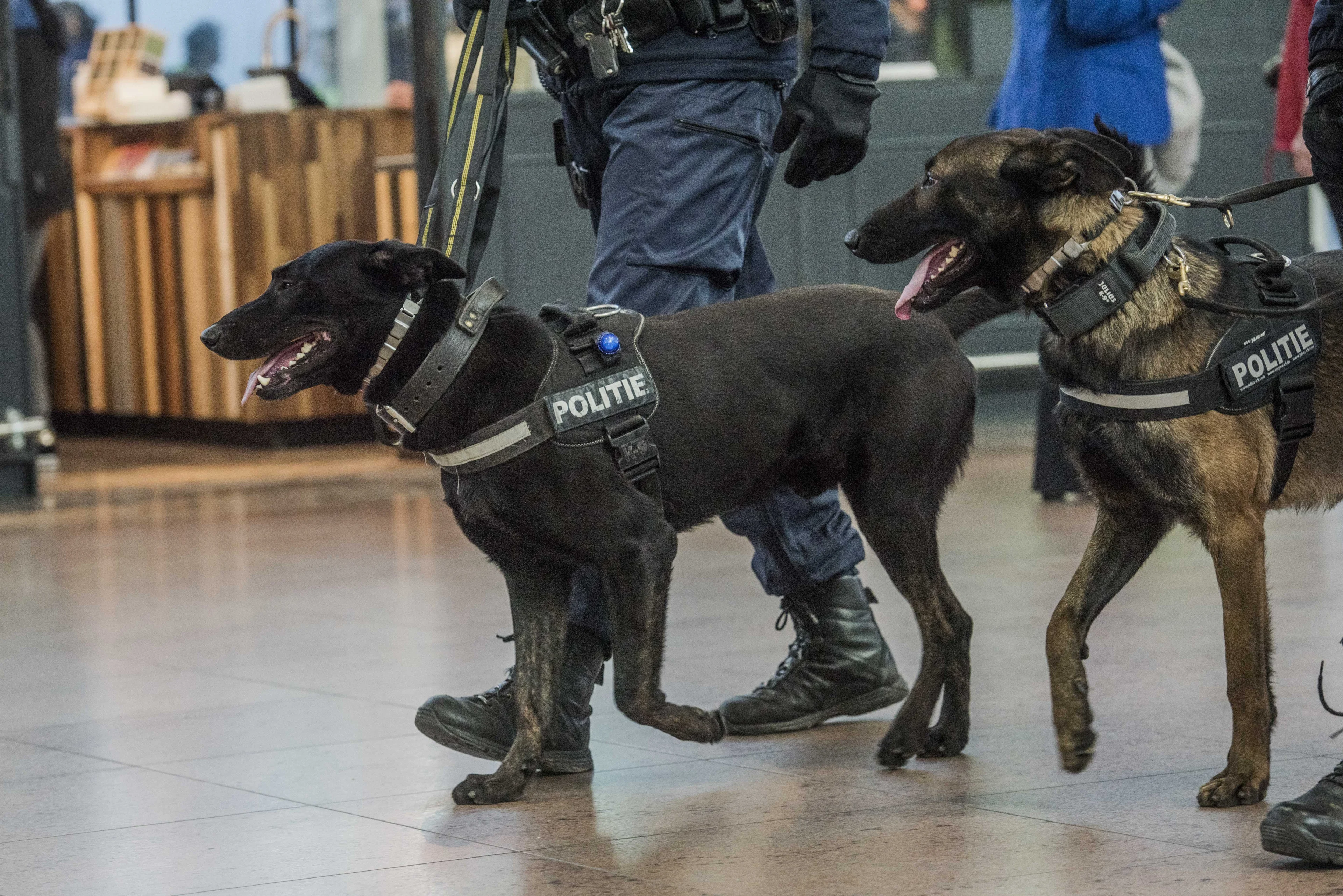 'Politiehonden nog steeds met verboden stroomhalsband getraind'