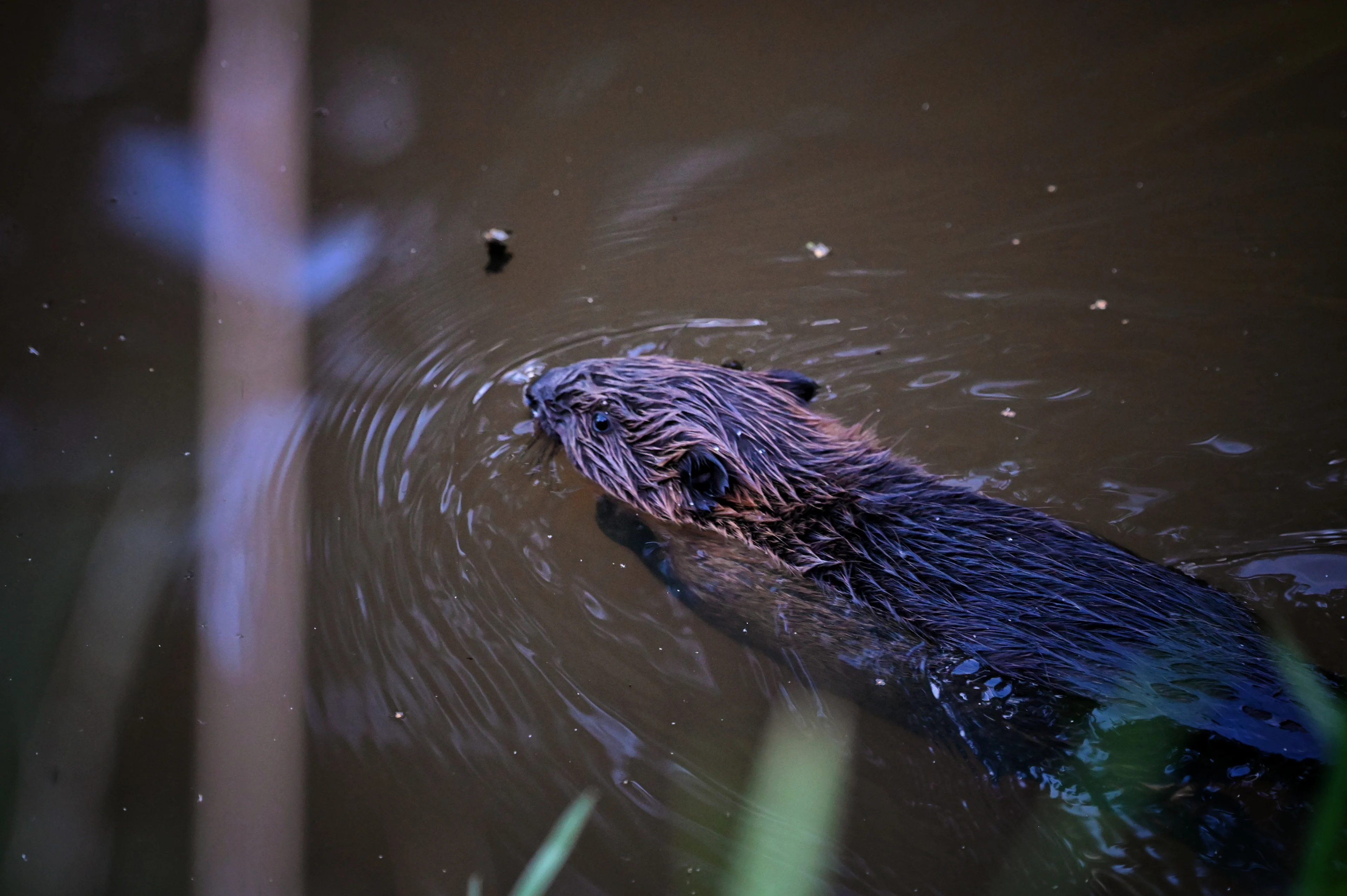 ZIEN: beverfamilie gespot in het centrum van Oisterwijk, terras en bomen zijn de dupe