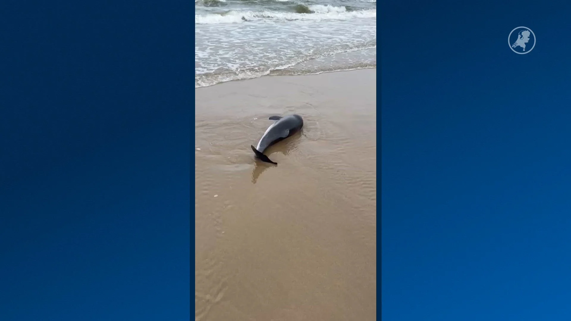 Weer een bruinviskalfje aangespoeld op Nederlands strand