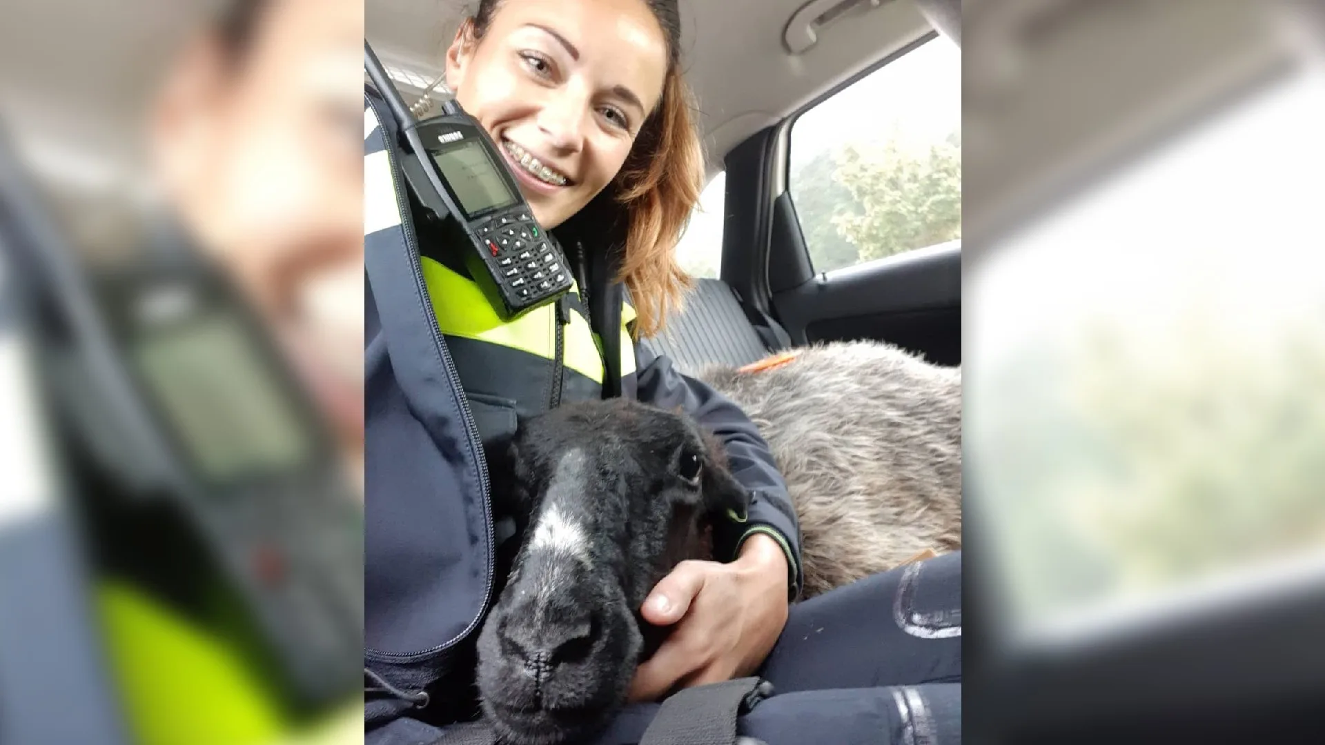 Politie haalt schaap van snelweg bij Harderwijk: 'Geknuffeld op de achterbank'