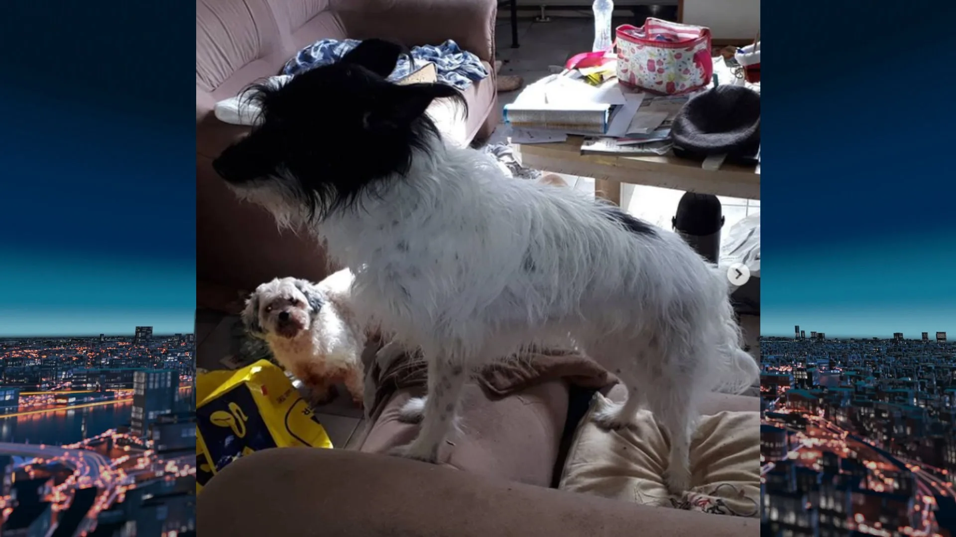 Ouder stel opgenomen met corona, huisdieren blijven achter in volgepoept huis