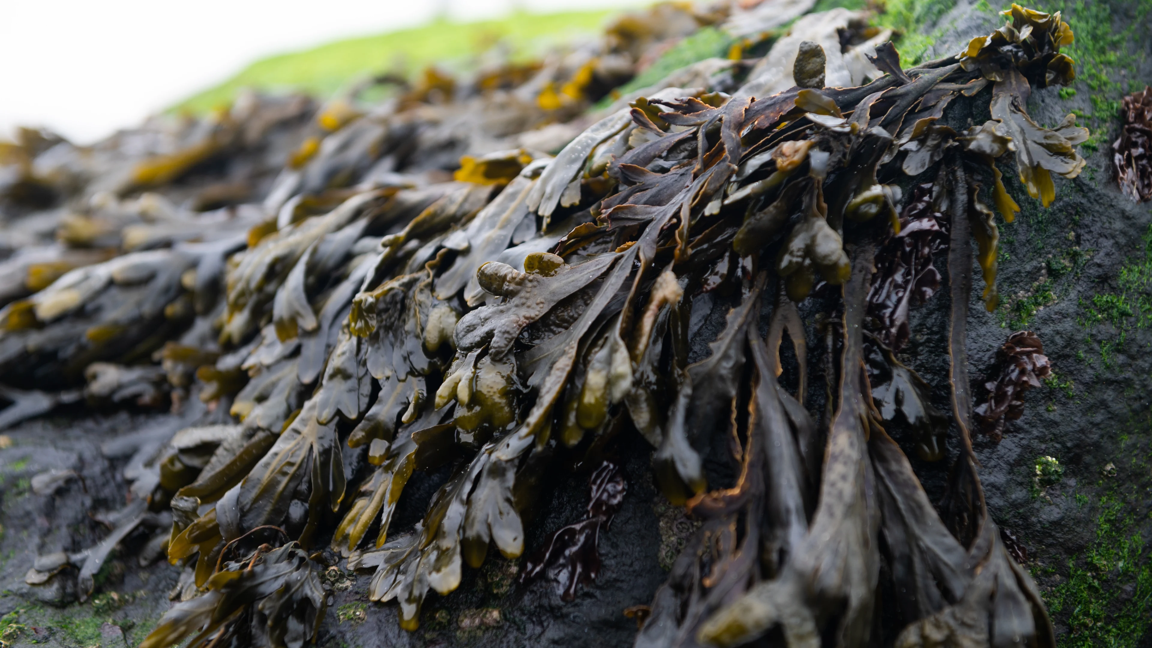 Europese Commissie wil dat we in Nederland minder vlees en meer algen eten