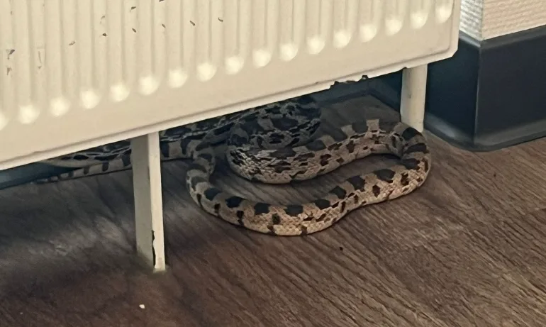 Slang 'wil ook verzorgd worden' en jaagt verzorgingshuis de stuipen op het lijf