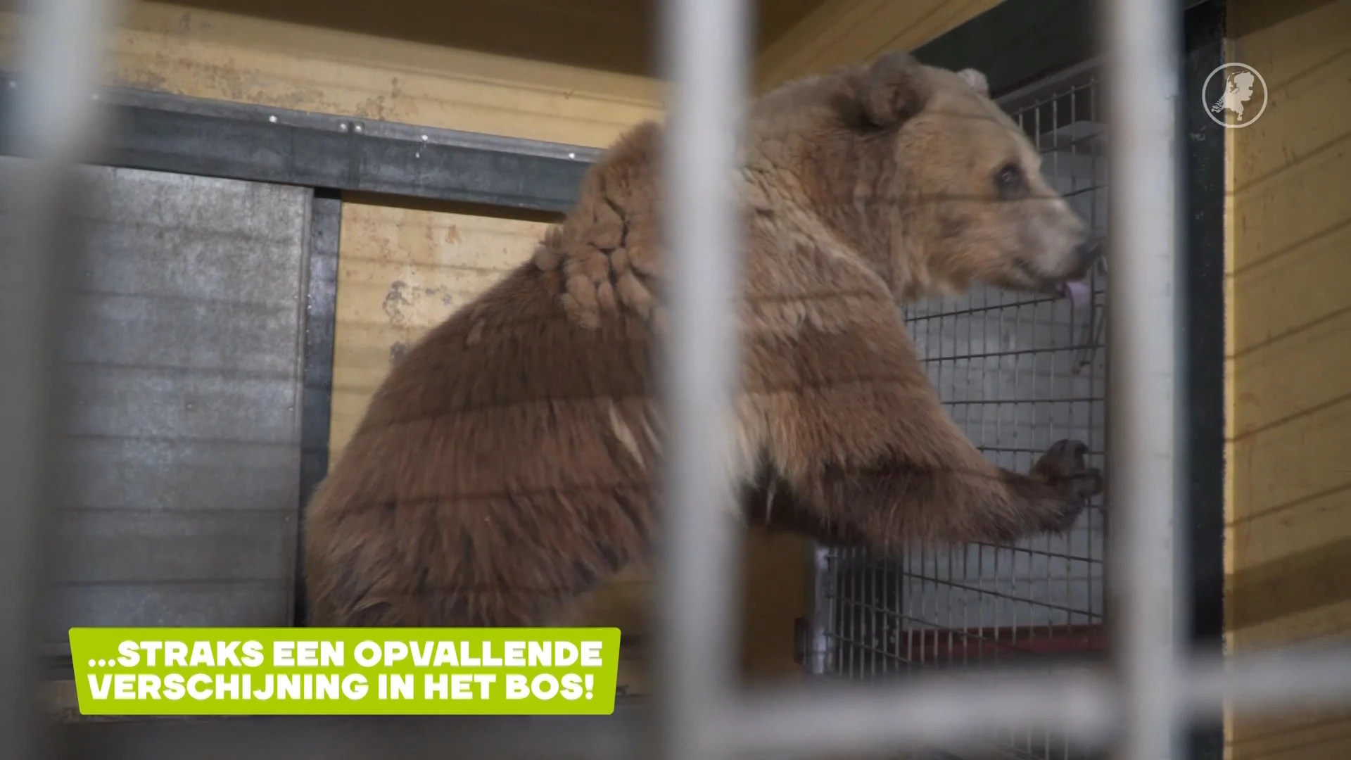 Oekraïense beren ontsnappen aan oorlog: nu veilig in Ouwehands Dierenpark