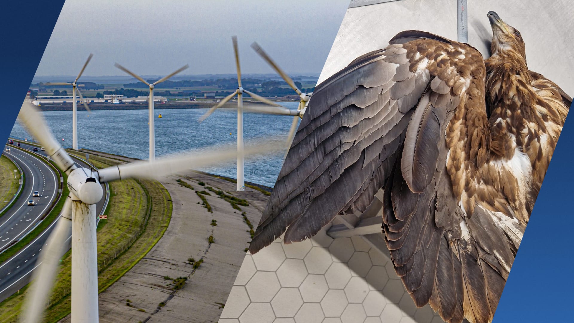 Dodelijke botsingen tussen zeearenden en windmolens: kunnen we dat voorkomen?