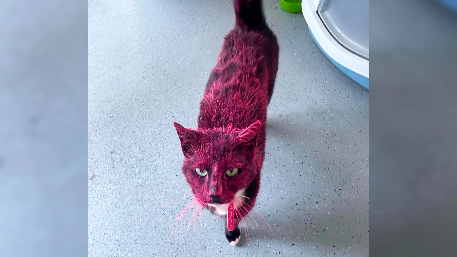 3000 euro opgehaald voor dierenartskosten roze gespoten kater Lex: 'Het gaat iets beter' 