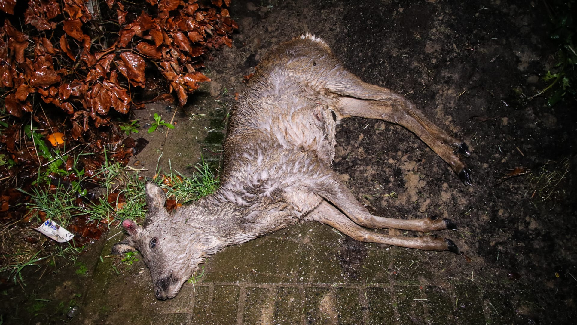 Nietsvermoedende automobiliste sleurt dode ree kilometers mee