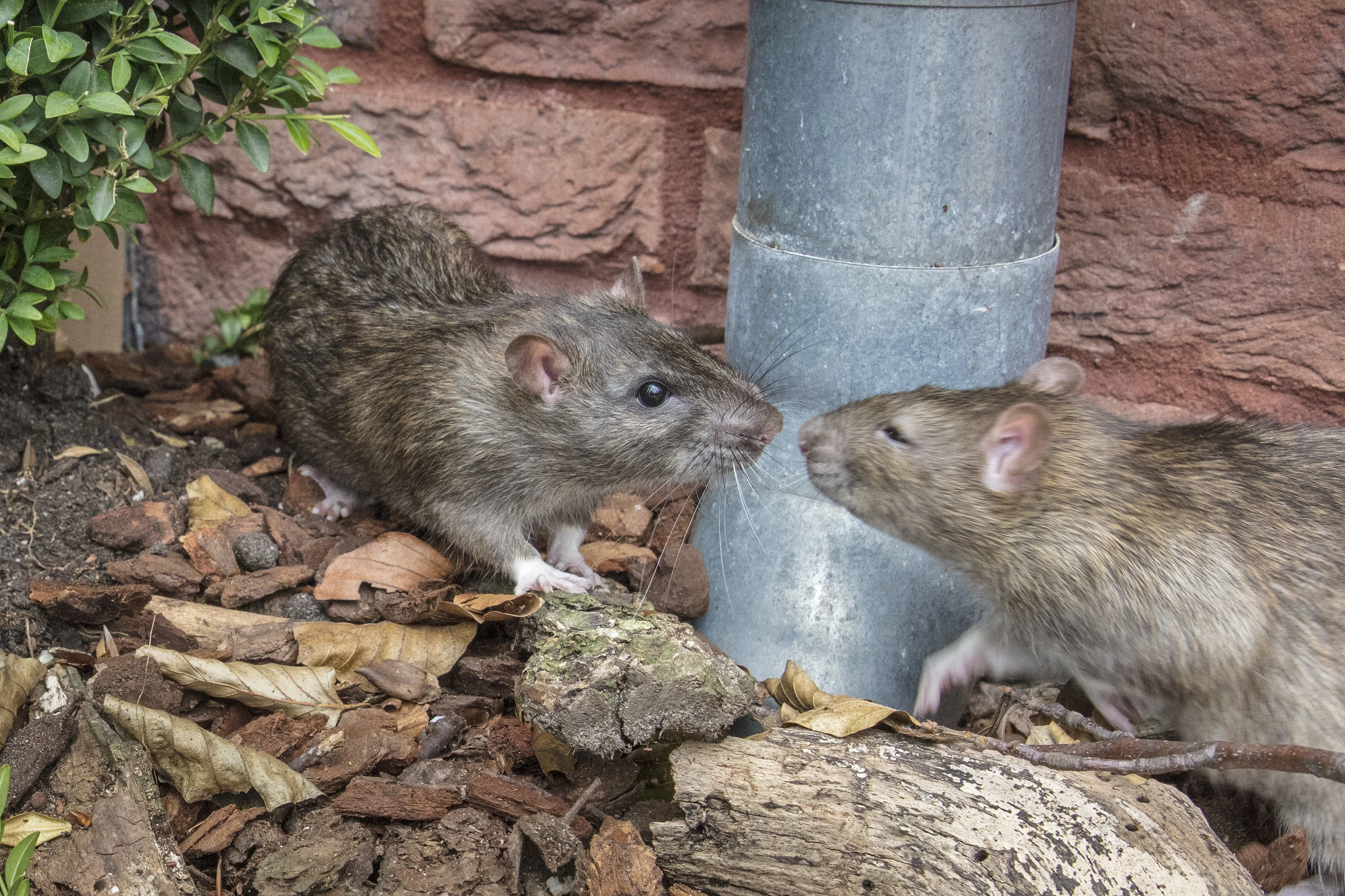 Terschelling schiet ratten af om plaag te bestrijden