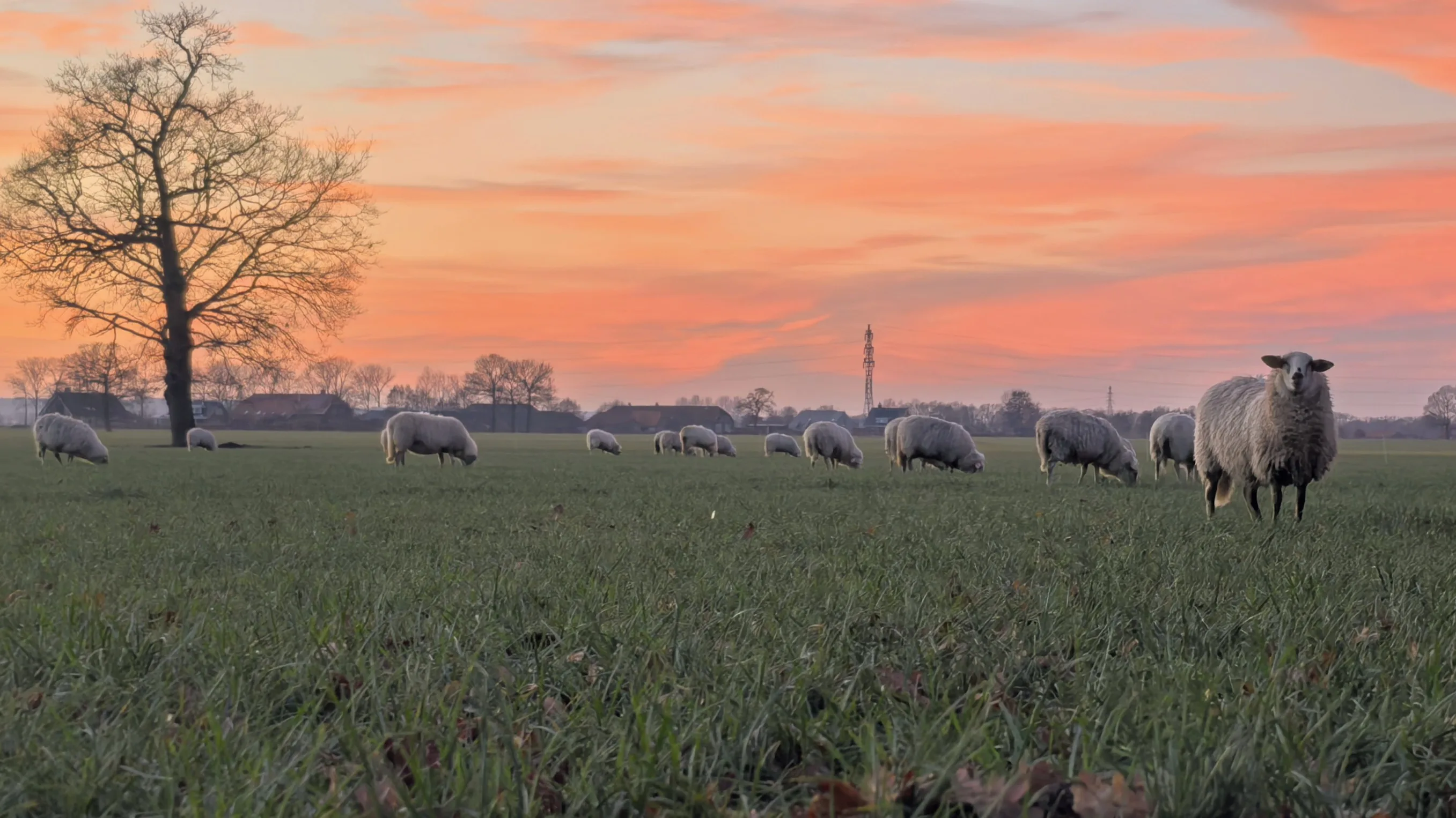 Eerst grijs en wisselvallig, maar zon en droogte in het vooruitzicht
