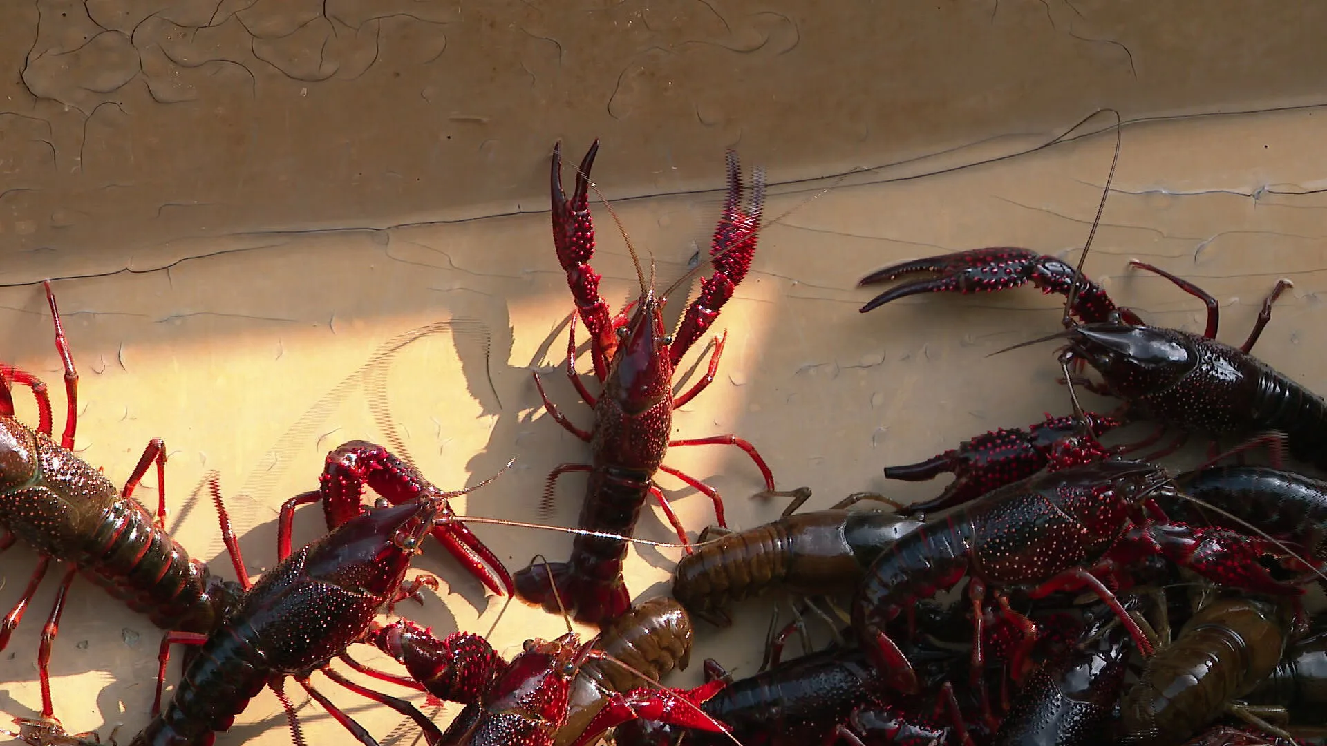 Miljoenen rivierkreeften vormen 'ernstige plaag', organisaties willen grootschalige bestrijding