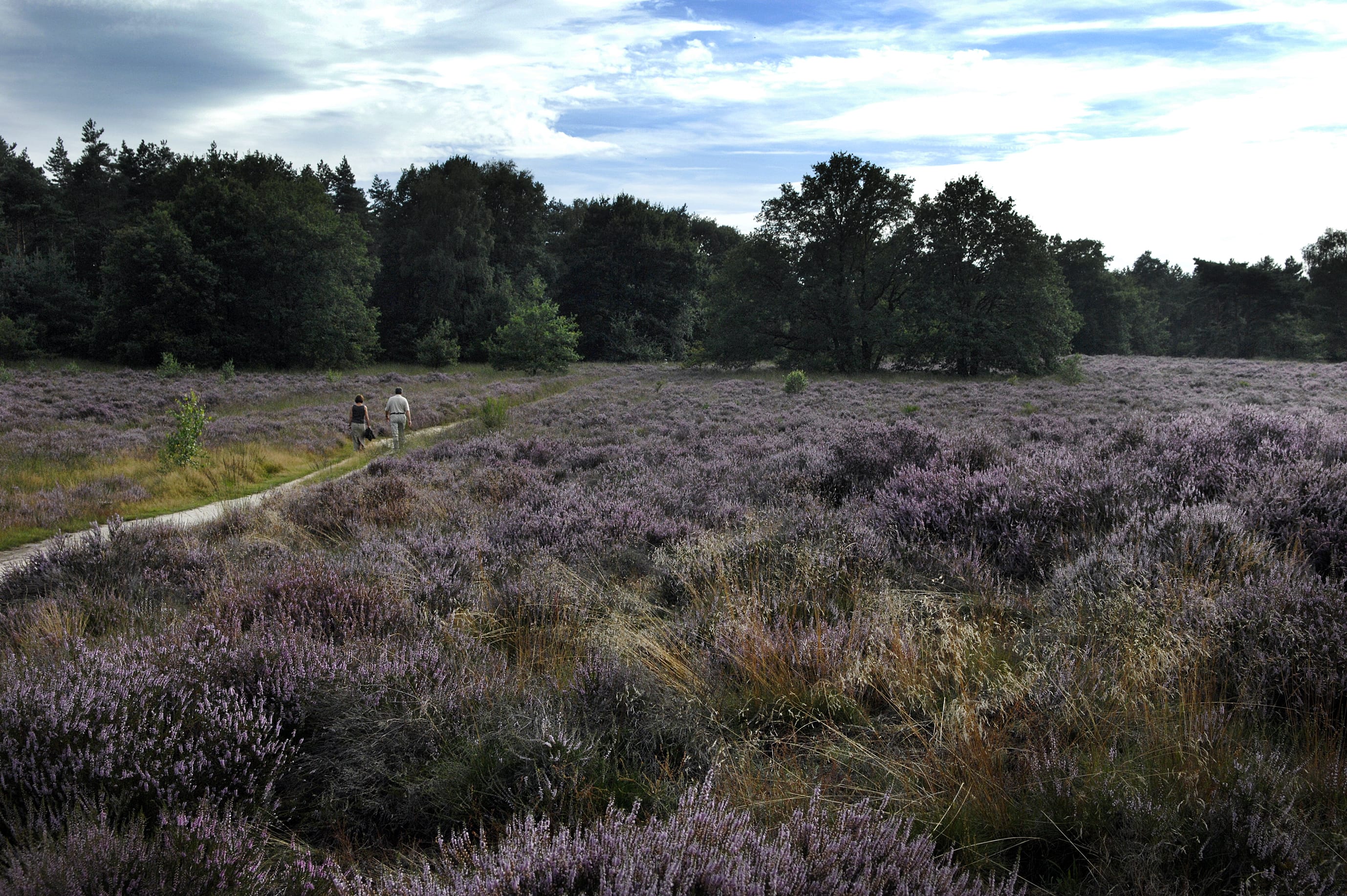 WNF slaat alarm: helft wilde dieren in Nederland verdwenen door stikstof