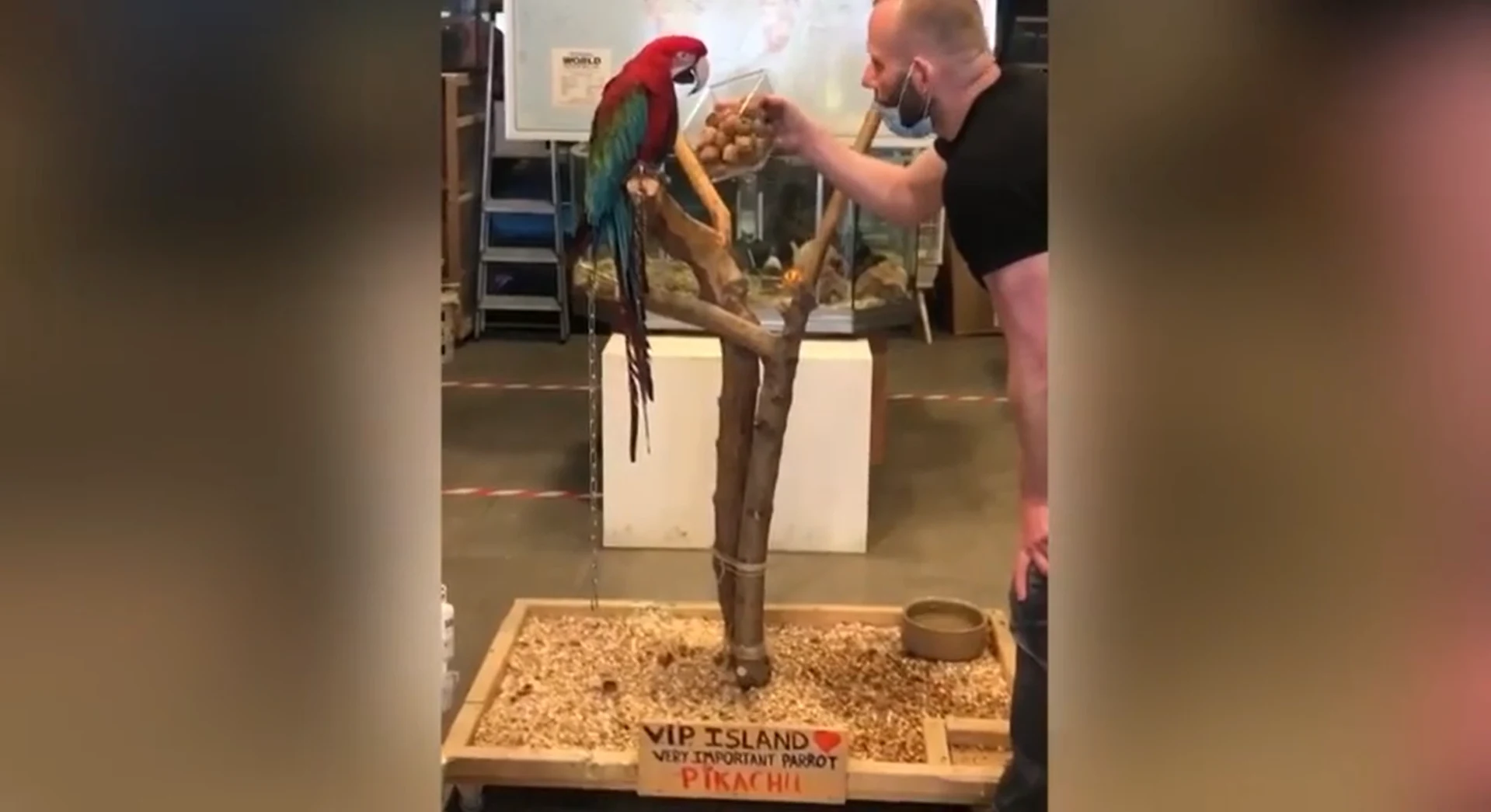 Dit land gaat volgens de Rotterdamse papegaai Pikachu dit jaar het Songfestival winnen