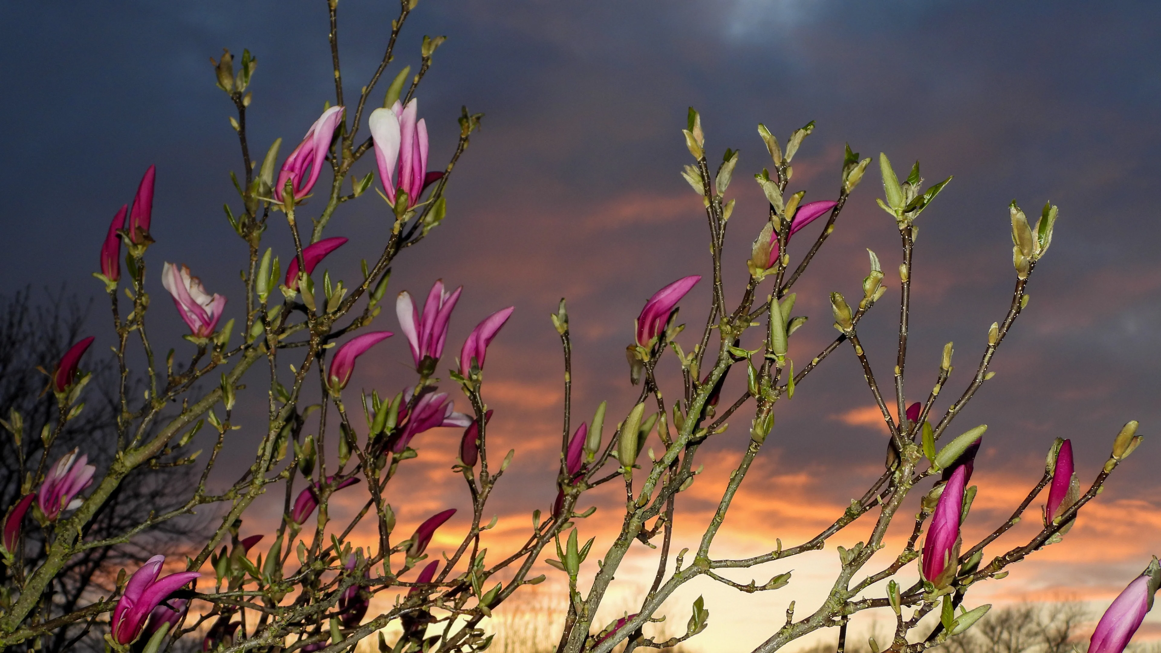 Het blijft koud, maar volgende week lonkt de lente