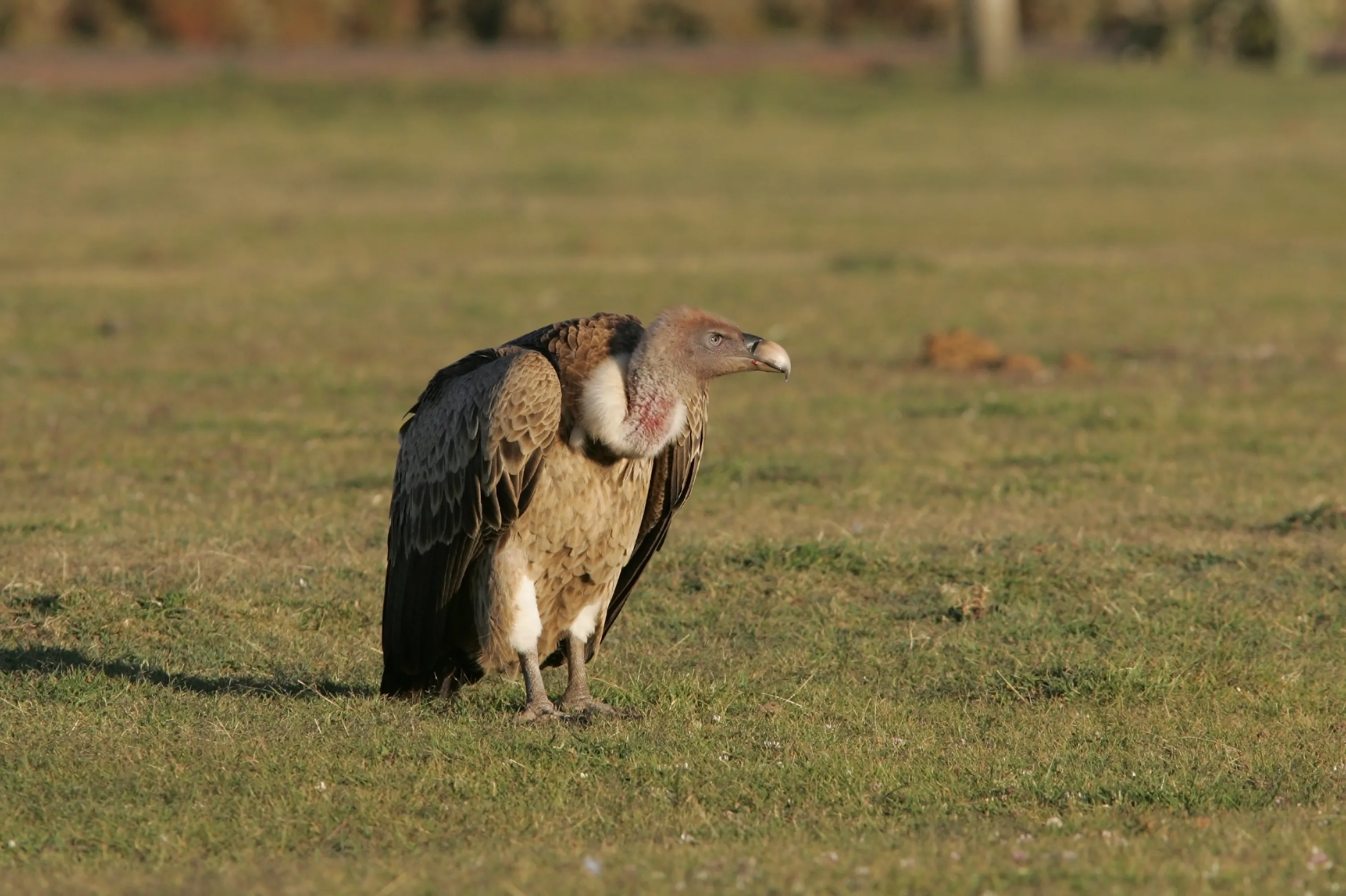Vijf maanden oude baby ernstig gewond door gier tijdens vogelshow in Avifauna