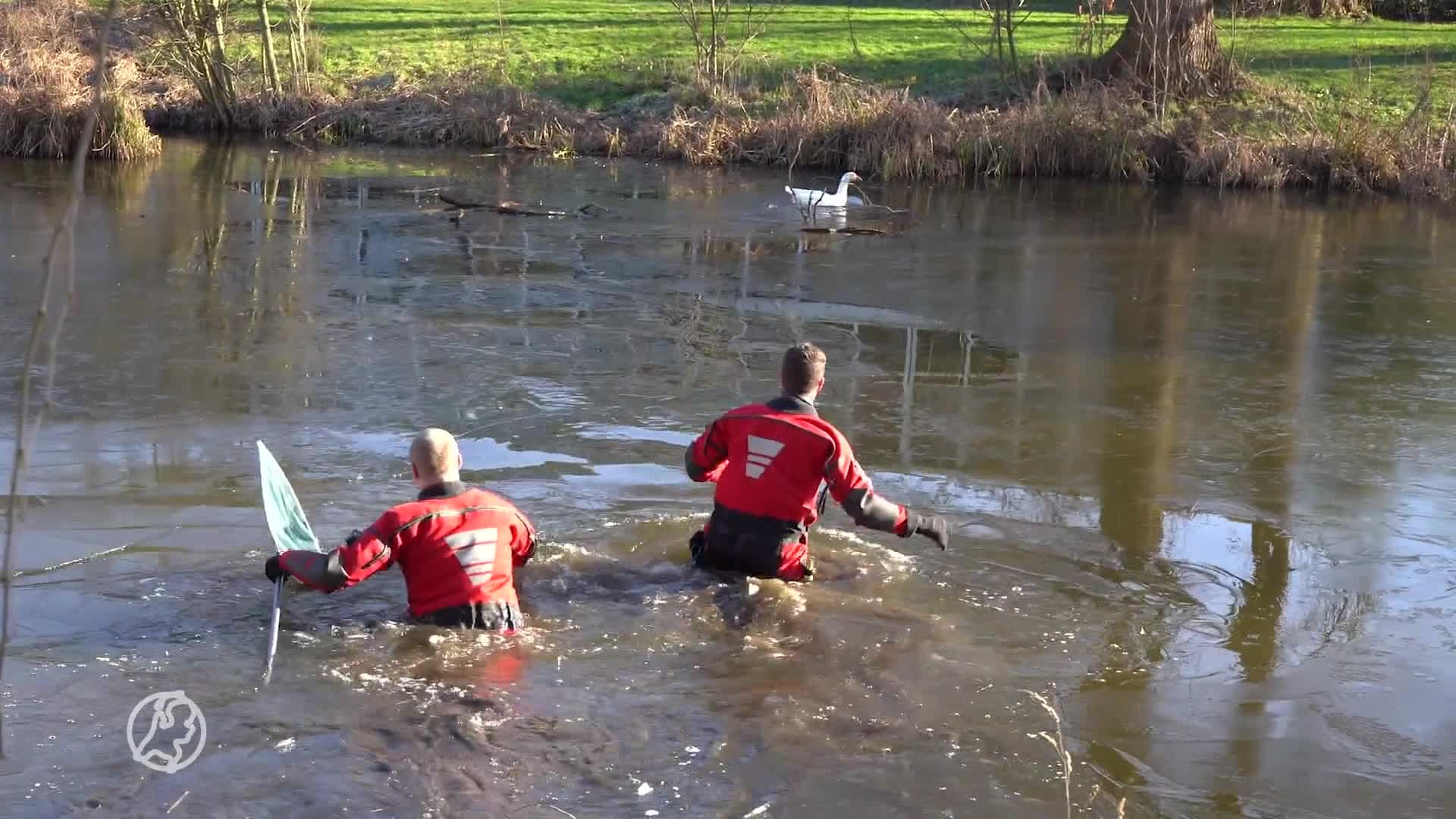 ZIEN: Brandweer wil gans redden, maar dier denkt daar anders over