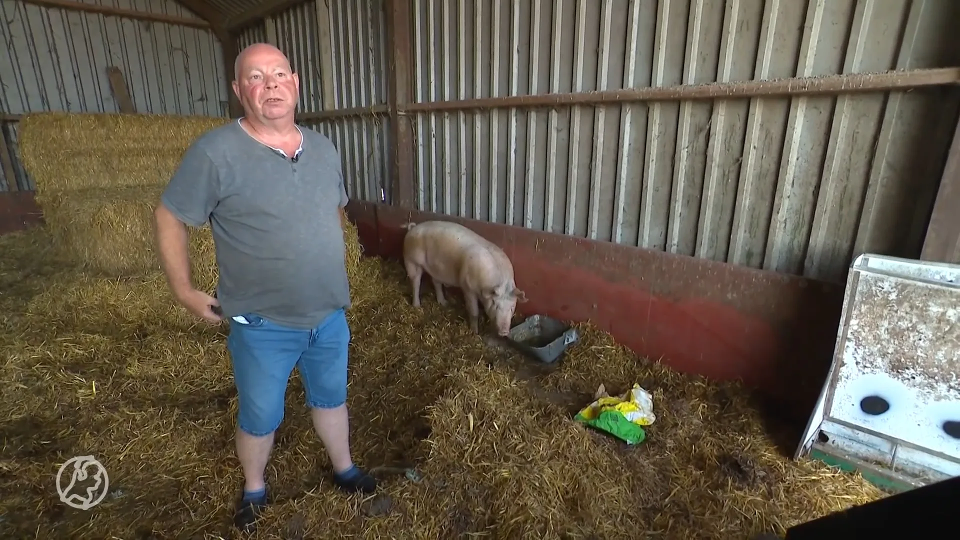 Defensieoefeningen drijven varkenshouder tot wanhoop: 'Dieren trappen elkaar dood'