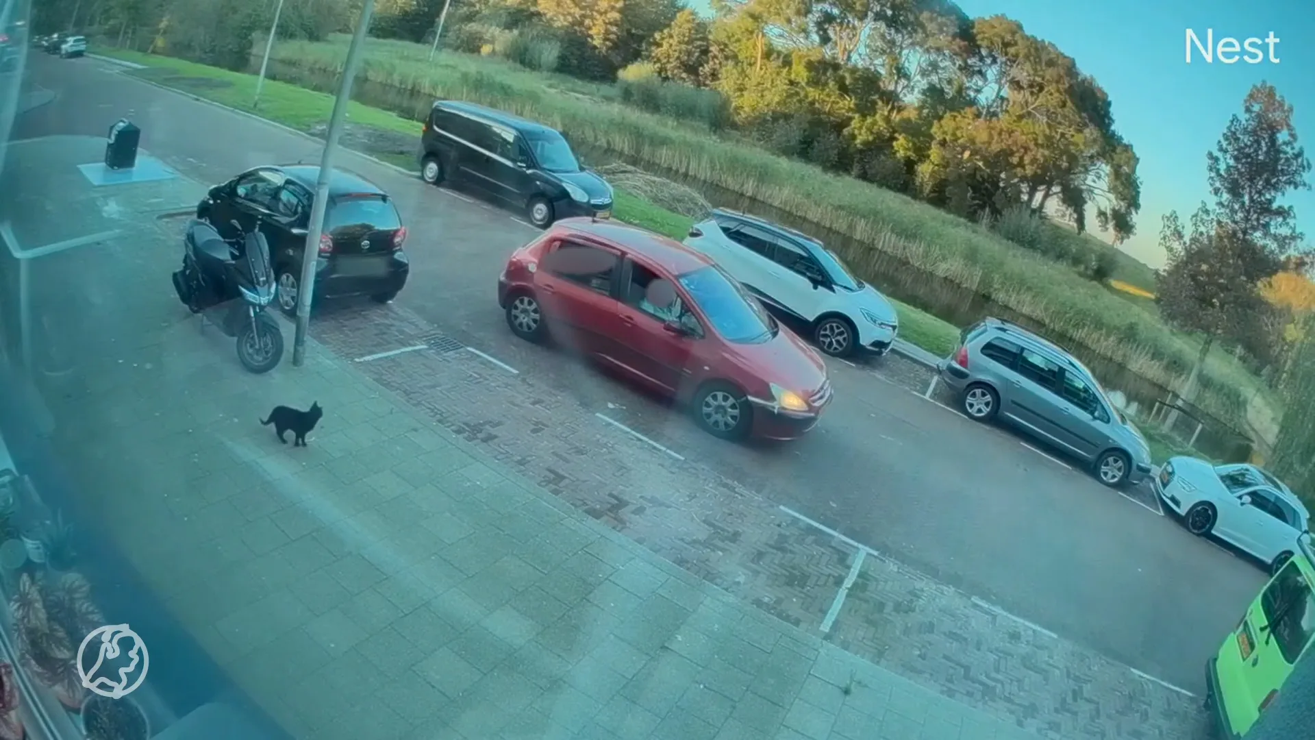 Schokkende beelden: kat Mickey op klaarlichte dag ontvoerd in Rozenburg