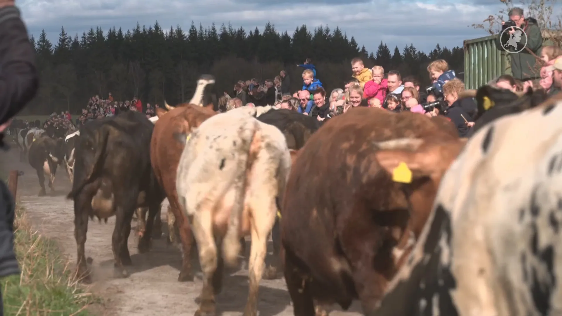 Koeien in Fluitenberg springen de lente tegemoet