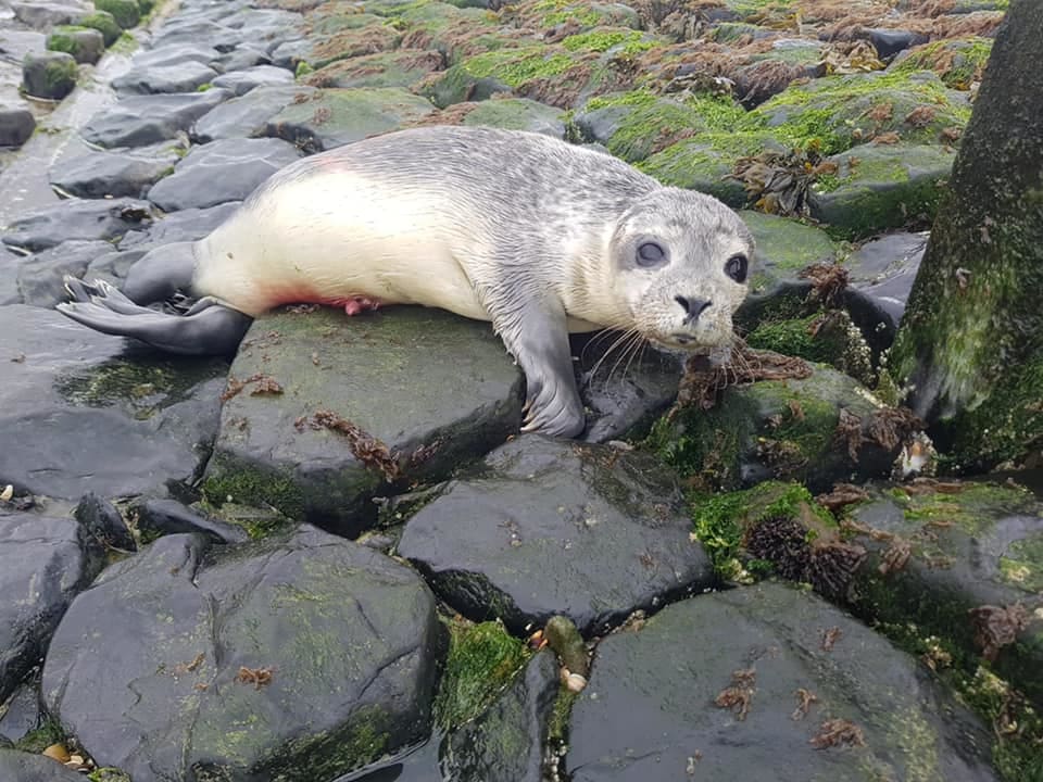 Mensen en honden jagen zeehondenpups op: 'Doe het alsjeblieft niet'