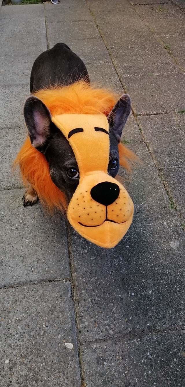 Deze huisdieren zijn klaar voor Koningsdag