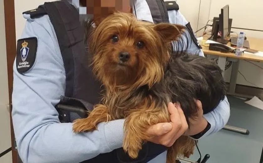 Hondje gedumpt in prullenbak op Schiphol: ‘Het dier mocht niet mee het hotel in’ 