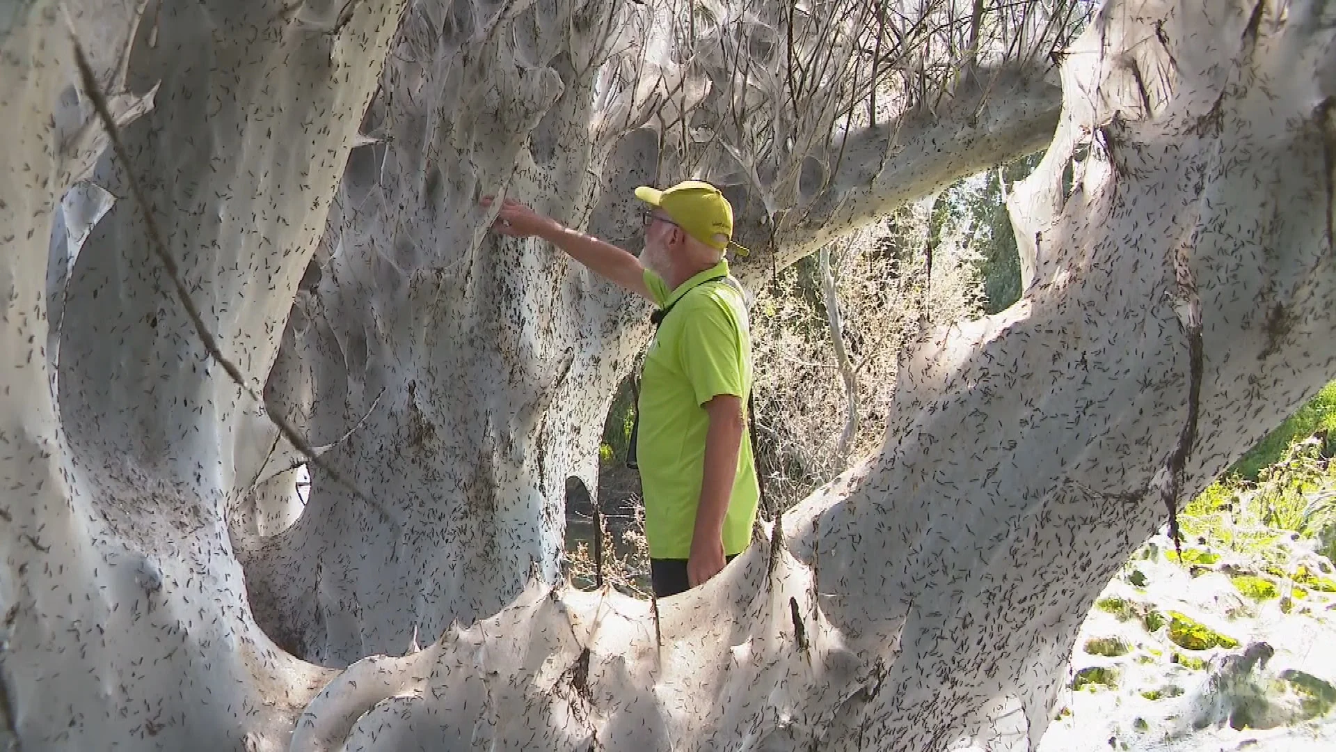Miljarden rupsen kleuren boom spookachtig wit: 'We krijgen een invasie spinselmotten'