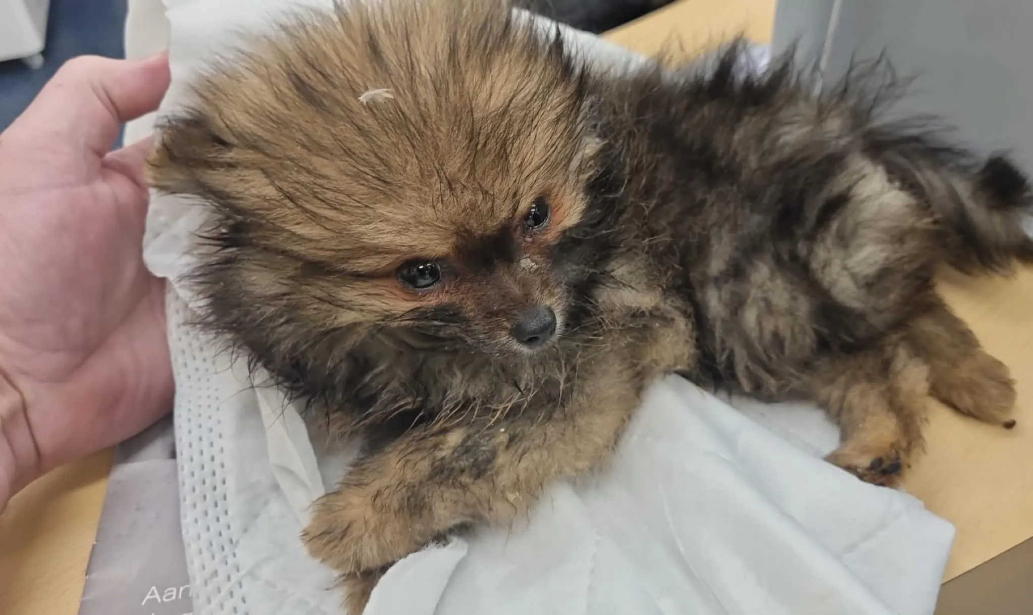 Gedumpte zieke puppy gevonden in Vlaardingen