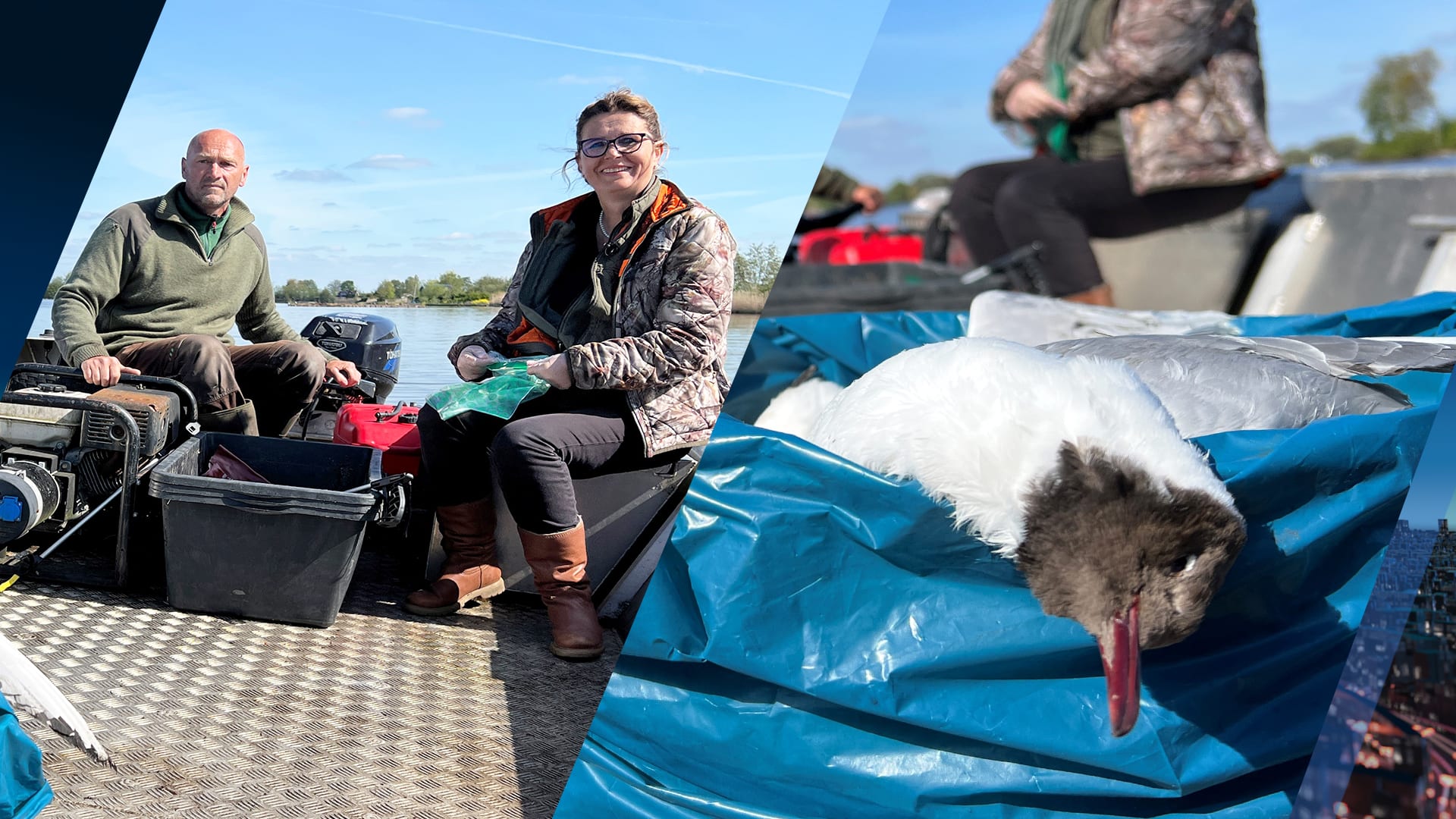 Veel meeuwen dood aangetroffen in natuurgebieden, is vogelgriep de boosdoener?