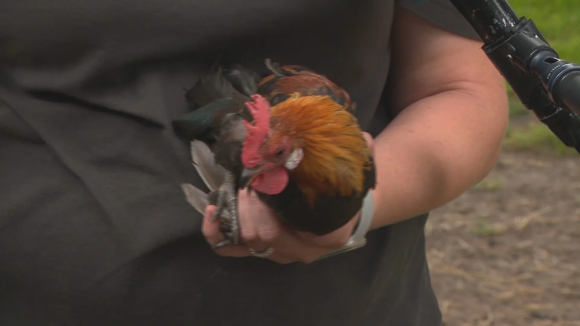 Dierenleed door massale huisdierdumping: 'Het loopt vaak slecht af'