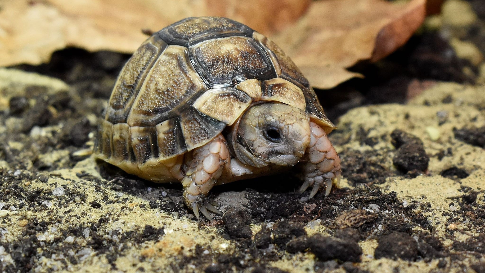 Piepklein schildpadje geboren in Blijdorp: 'Slechts 8,6 gram'