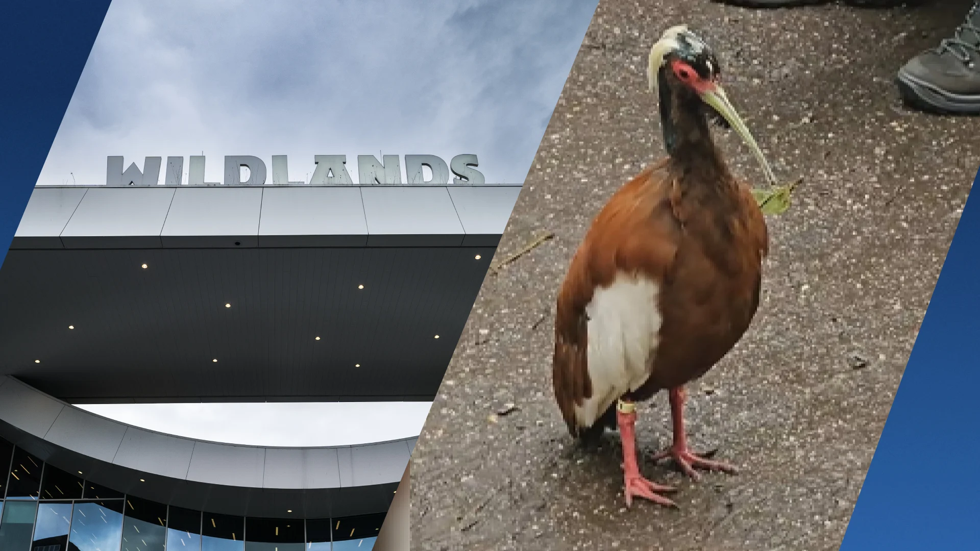 Alle kuifibissen Wildlands Emmen overleden, vogelverblijf blijft dicht