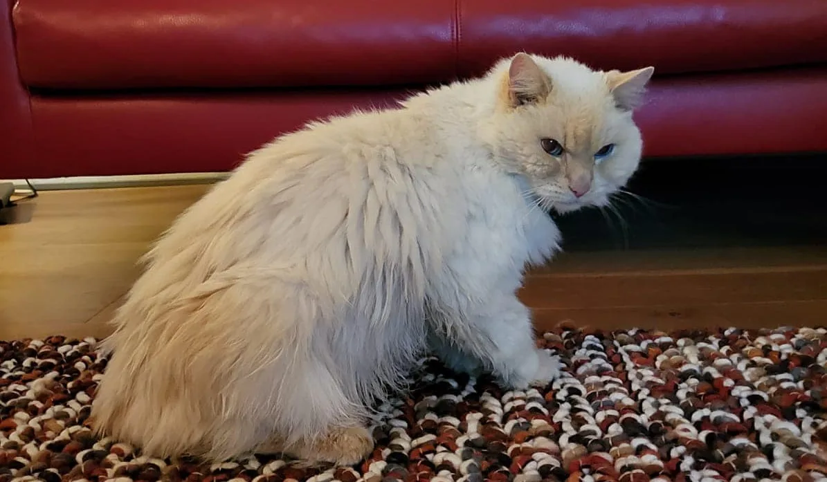 Groningse kater Jimmie (15) gooit het roer om, vaart naar Zeeland