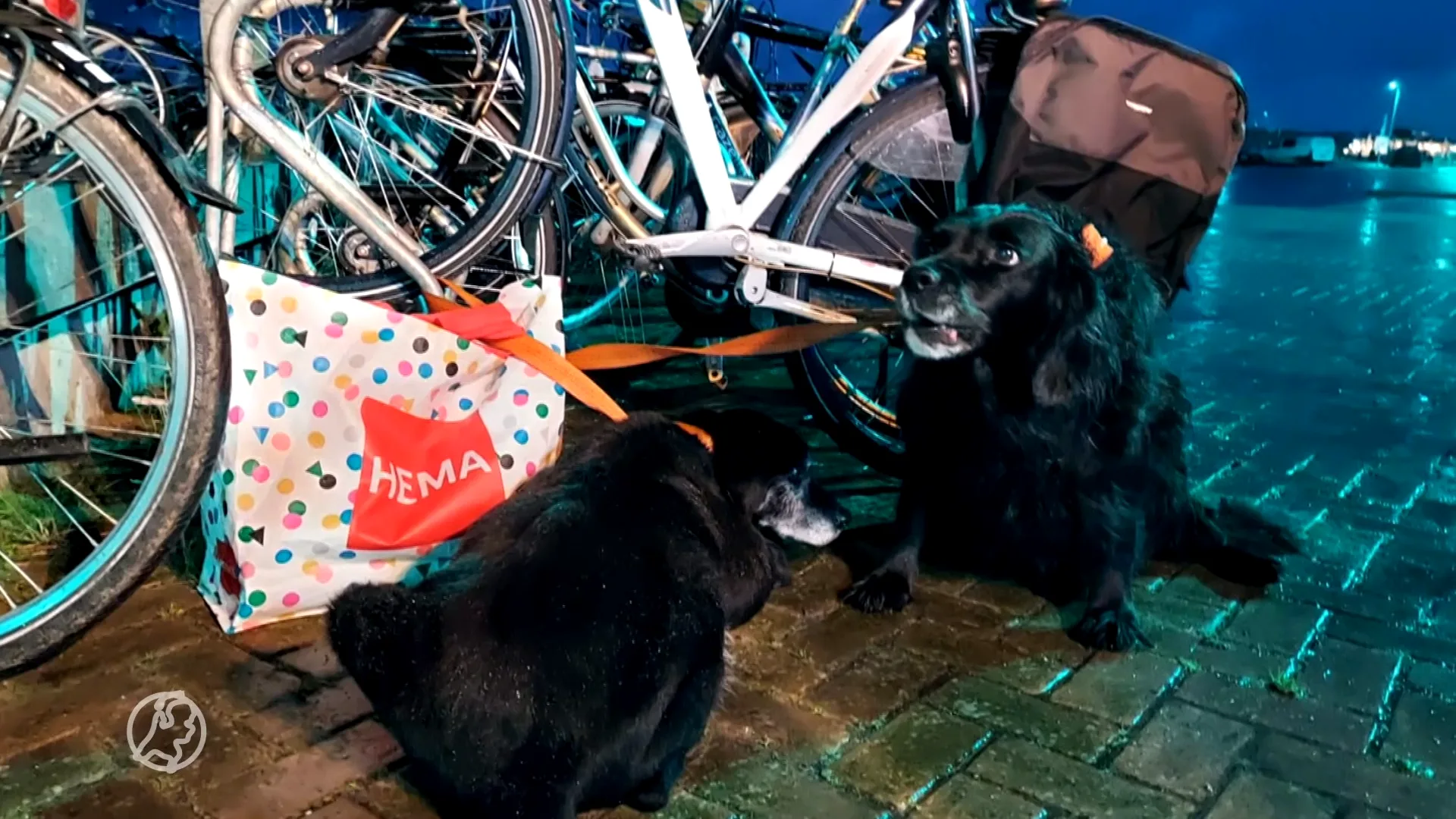 Gedumpte hond Ameland ingeslapen na ontdekken tumoren