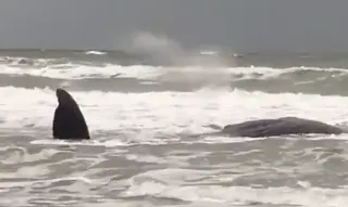 Potvis neemt de verkeerde afslag en spoelt aan op strand Vlieland