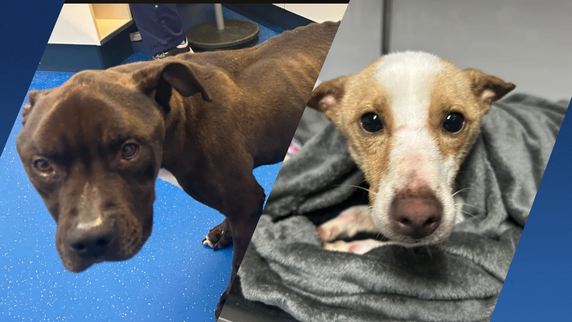 Inspectie redt verwaarloosde honden uit krappe en koude benches in Papendrecht