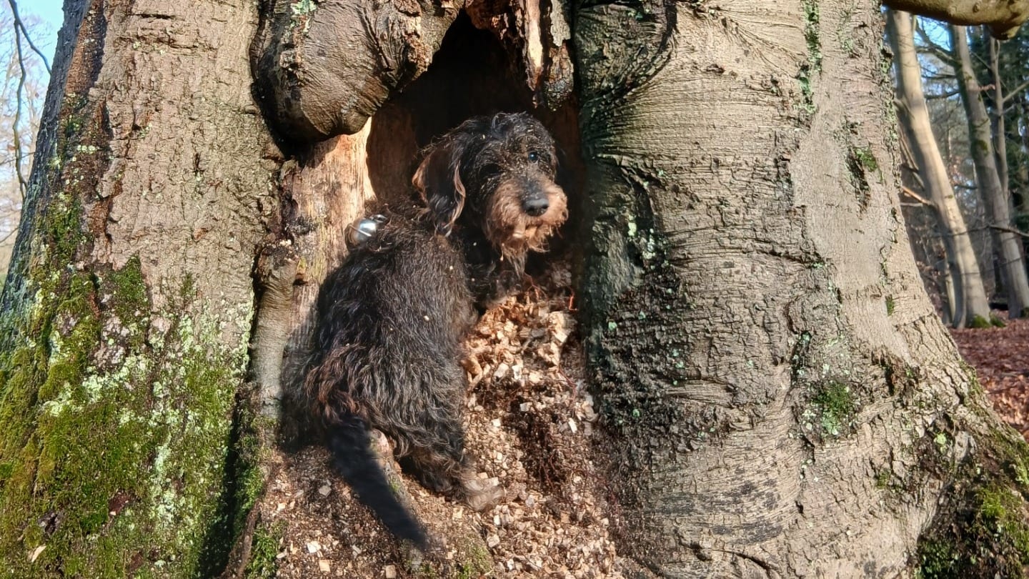 Quad rijdt dwergteckel Jody dood en rijdt door, baasje Jacob-Jan ontroostbaar